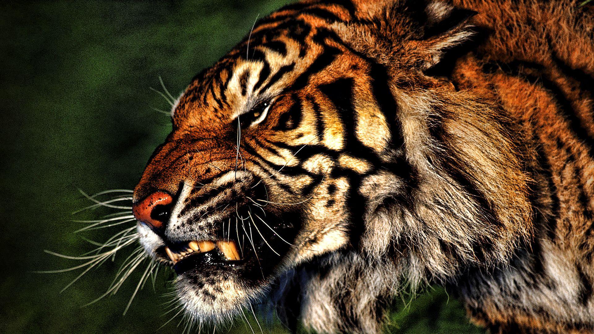 Angry Tiger Eyes Wallpapers Wallpaper Cave