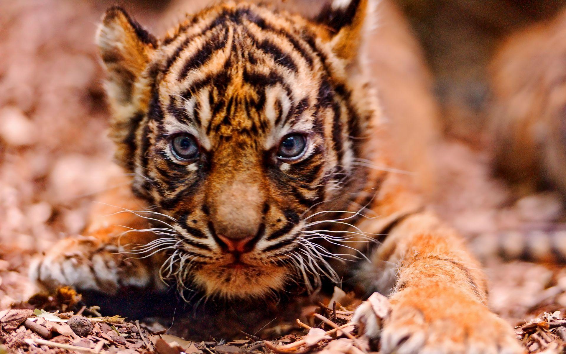 Angry Tiger Eyes Wallpapers Wallpaper Cave