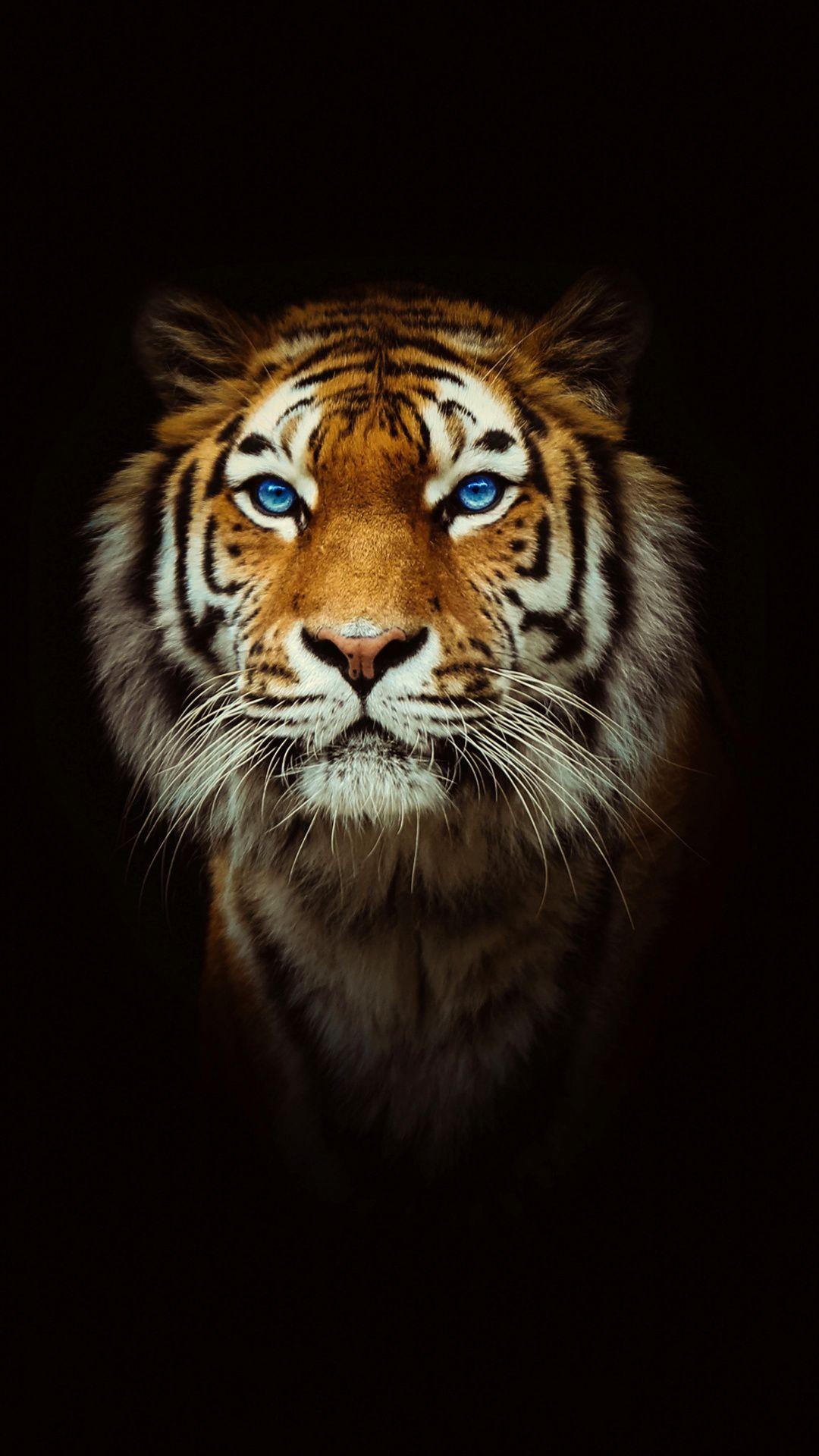 Angry Tiger Eyes Wallpapers Wallpaper Cave