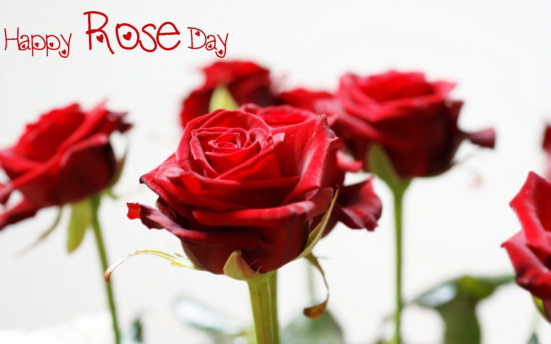 Happy Rose Day Wallpapers Wallpaper Cave