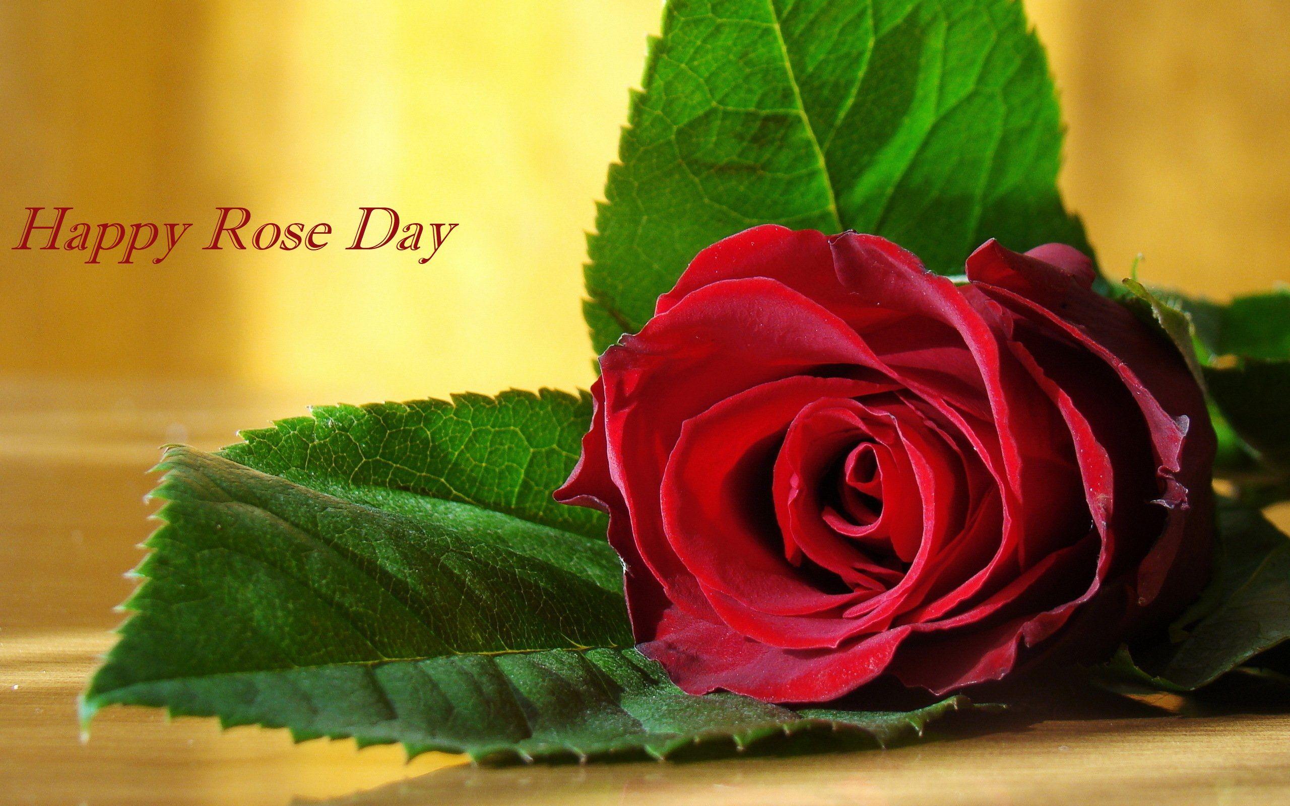 Happy Rose Day Wallpapers Wallpaper Cave