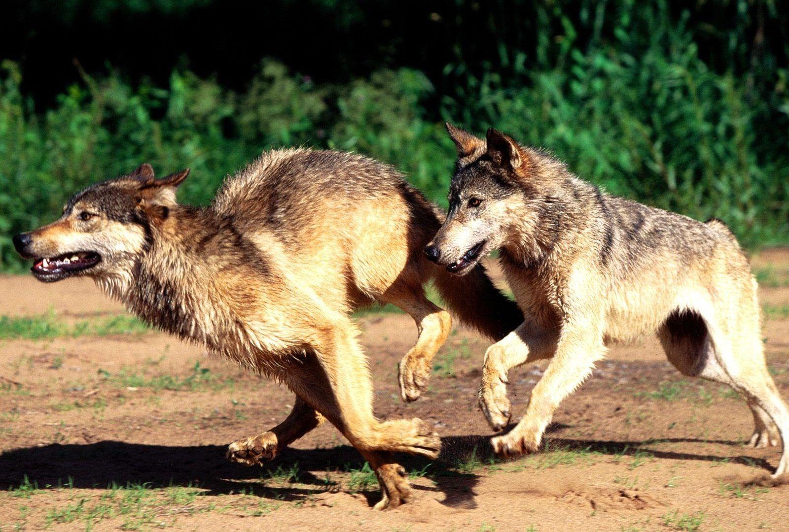 Running Wolf Wallpapers Wallpaper Cave