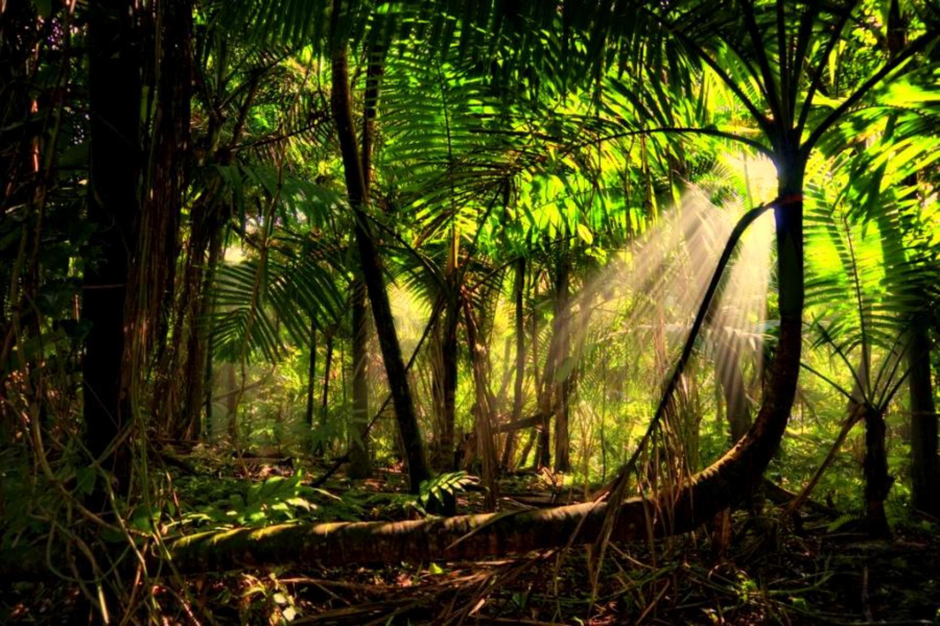 Rainforests Wallpapers Wallpaper Cave