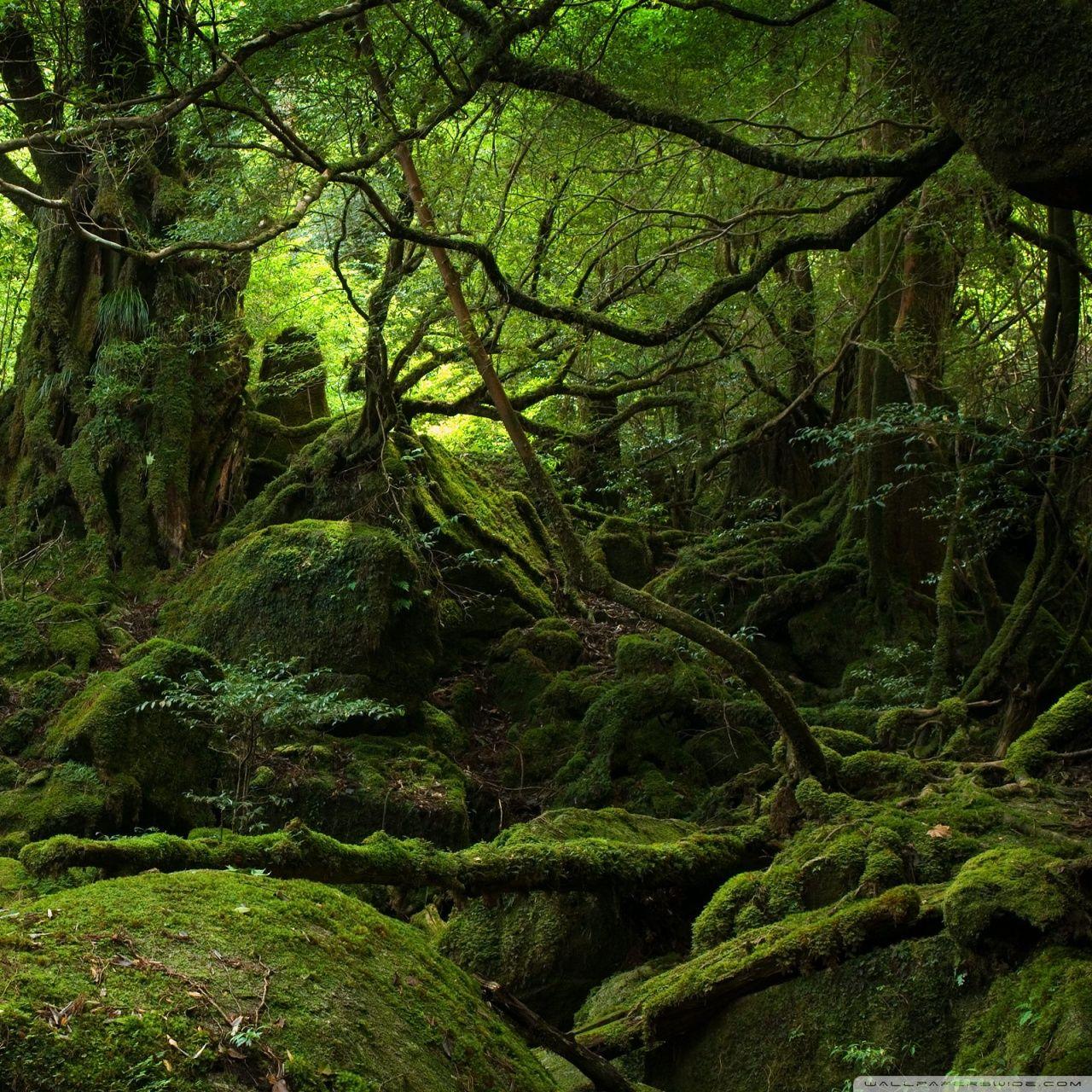 Rainforests Wallpapers Wallpaper Cave