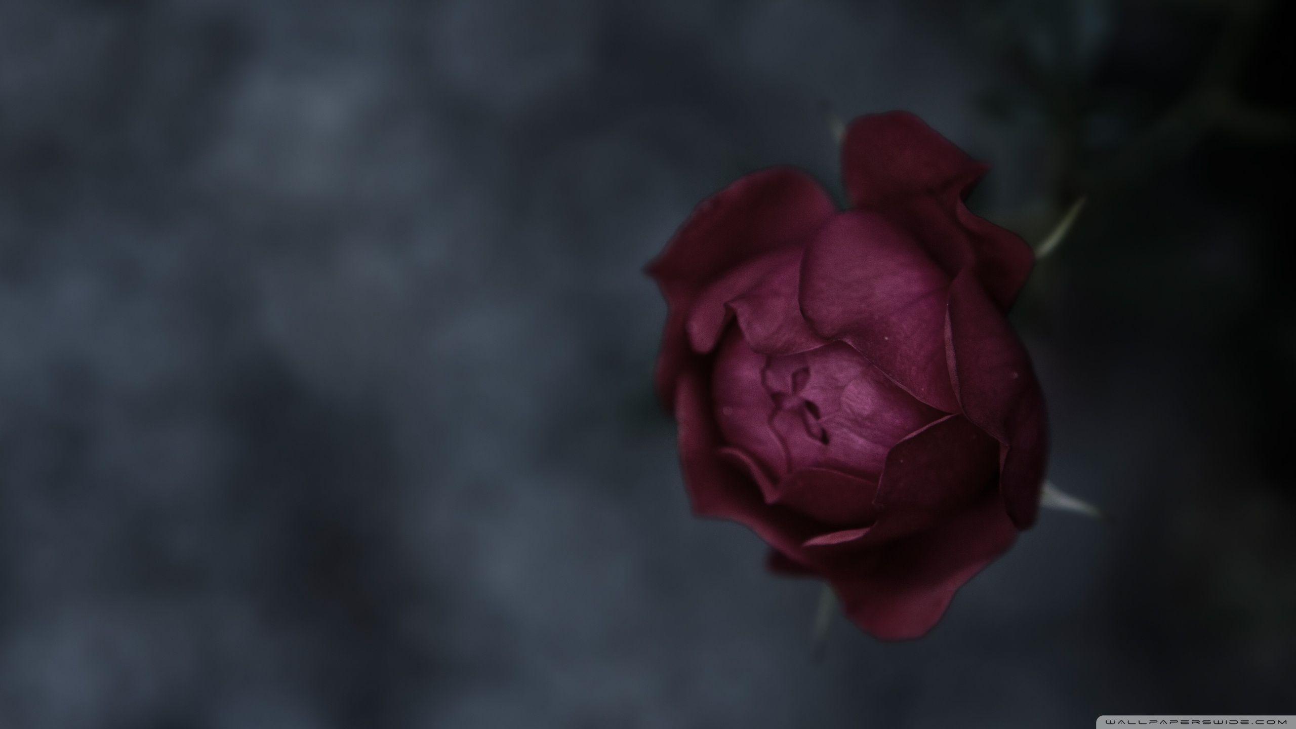 Burgundy Wallpapers Wallpaper Cave