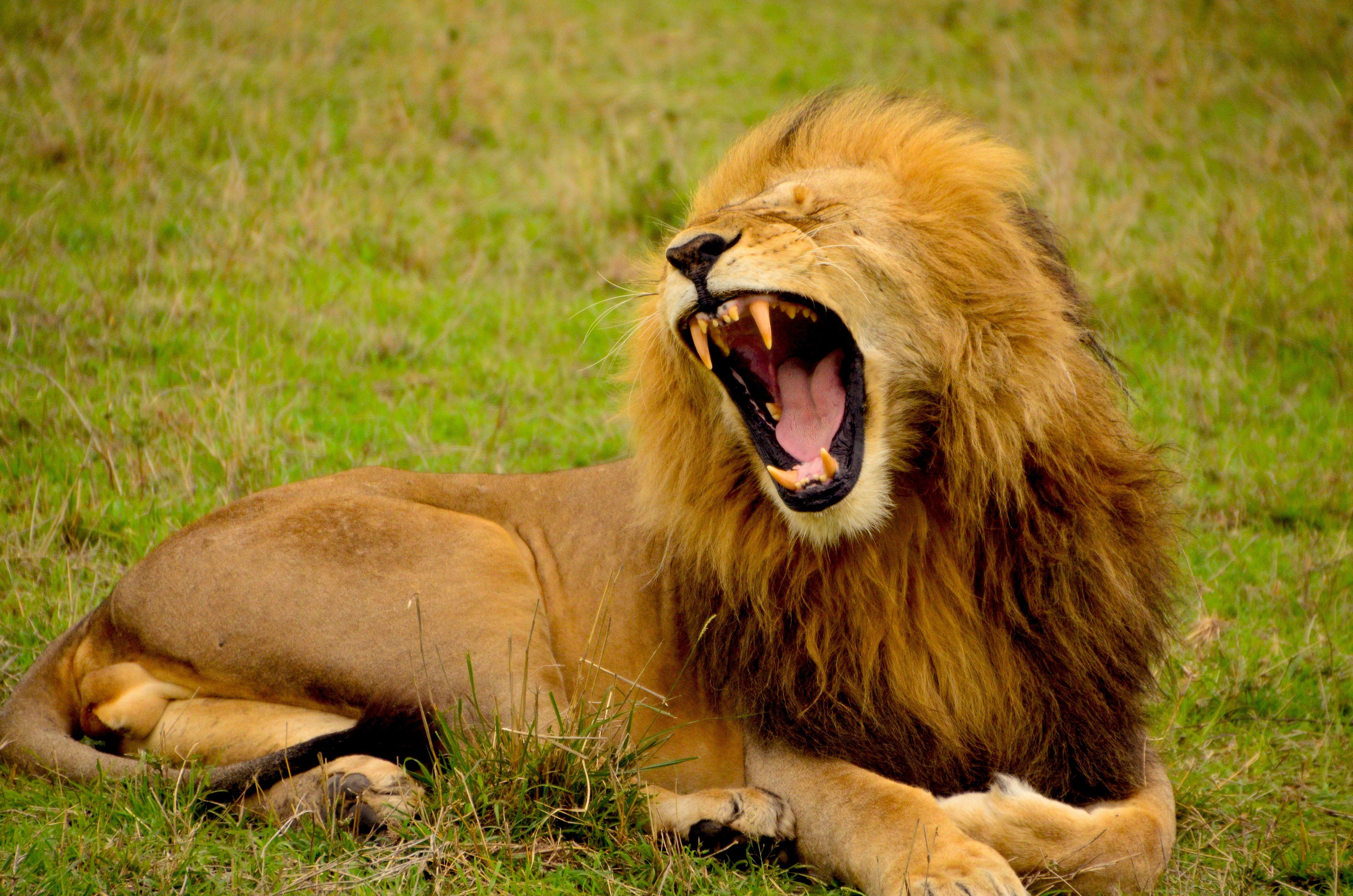 Lion Roar Wallpapers Wallpaper Cave