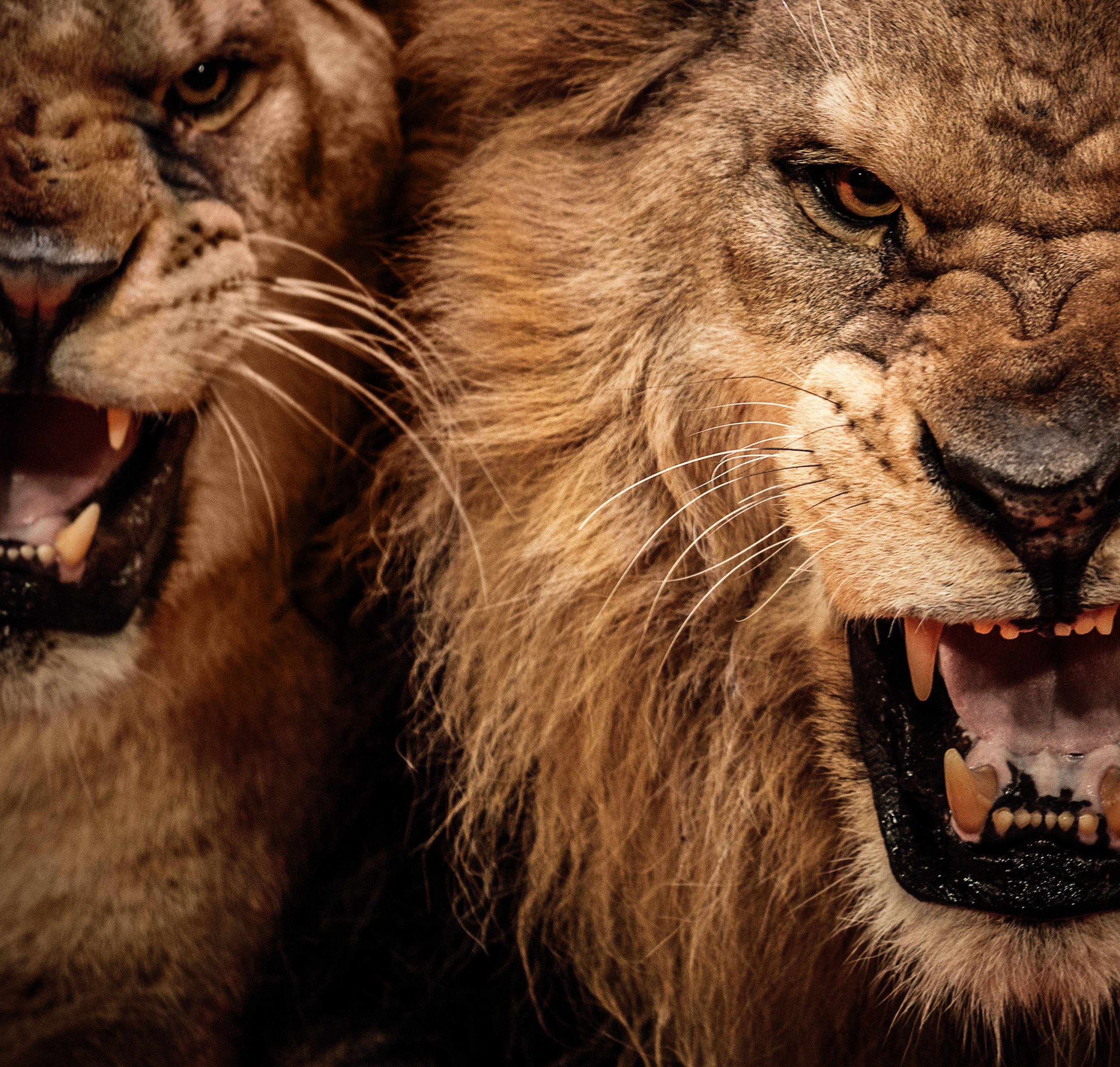 Angry Lion Face Wallpapers Wallpaper Cave