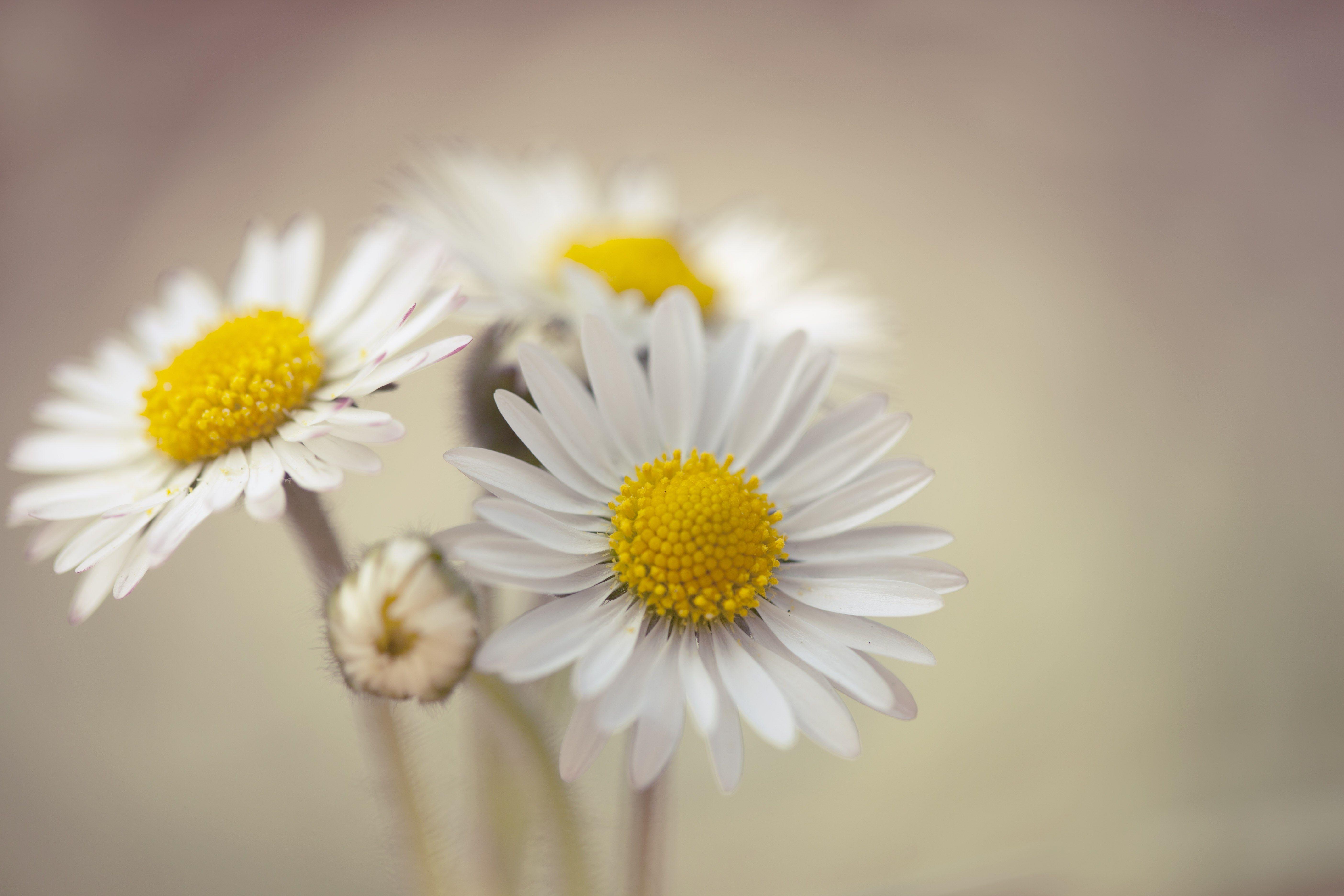 Daisies Wallpapers Wallpaper Cave