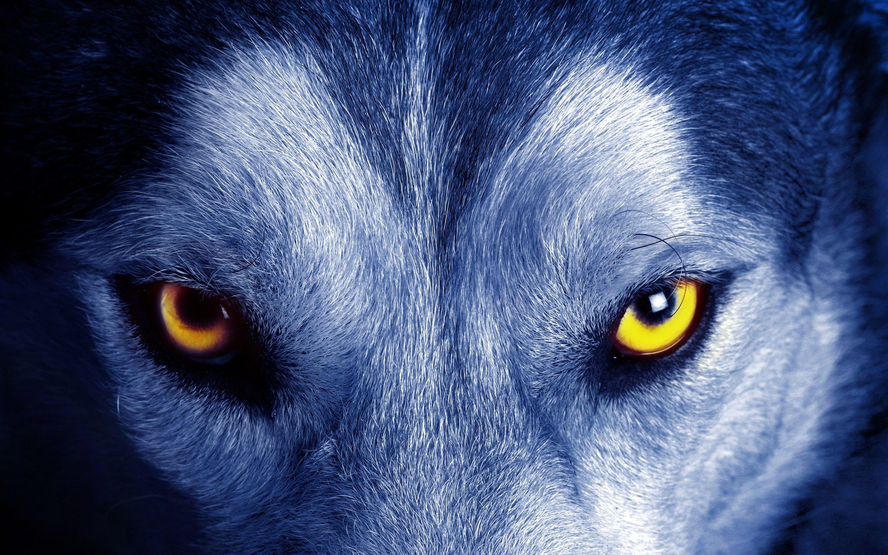 Blue Wolf Eyes Wallpapers HD Wallpaper Cave