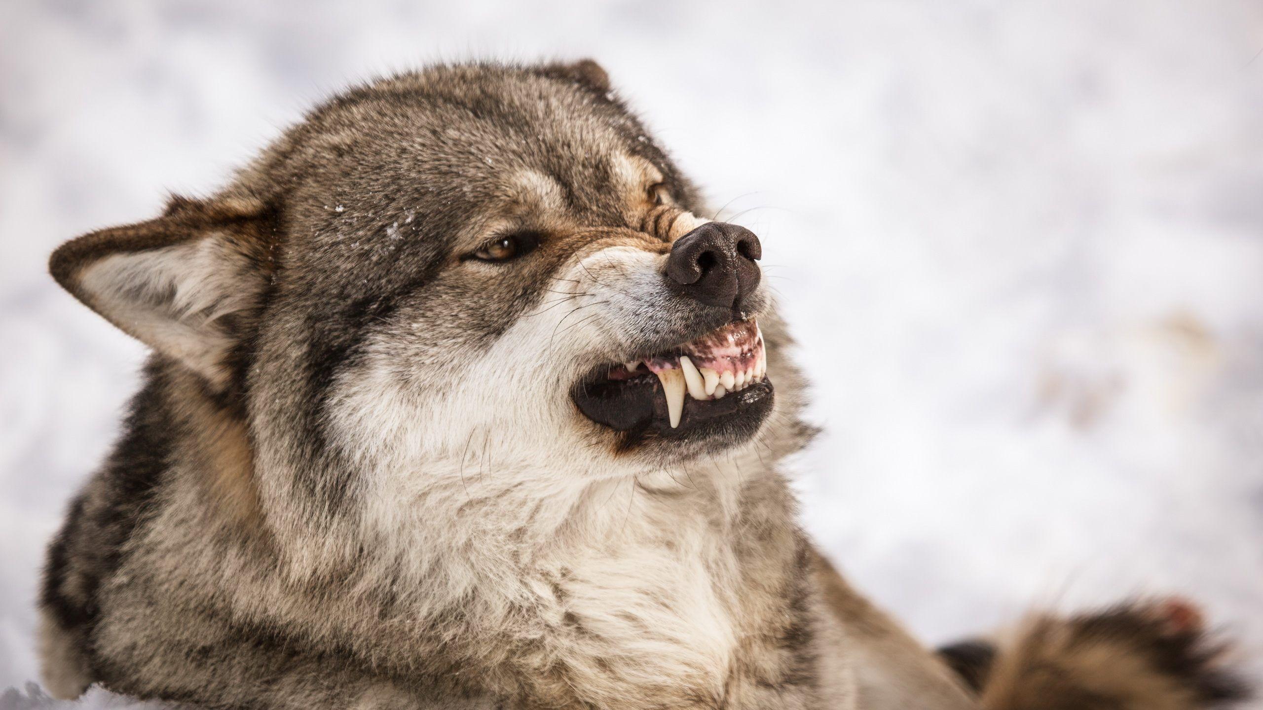Angry Wolf Wallpapers HD Wallpaper Cave