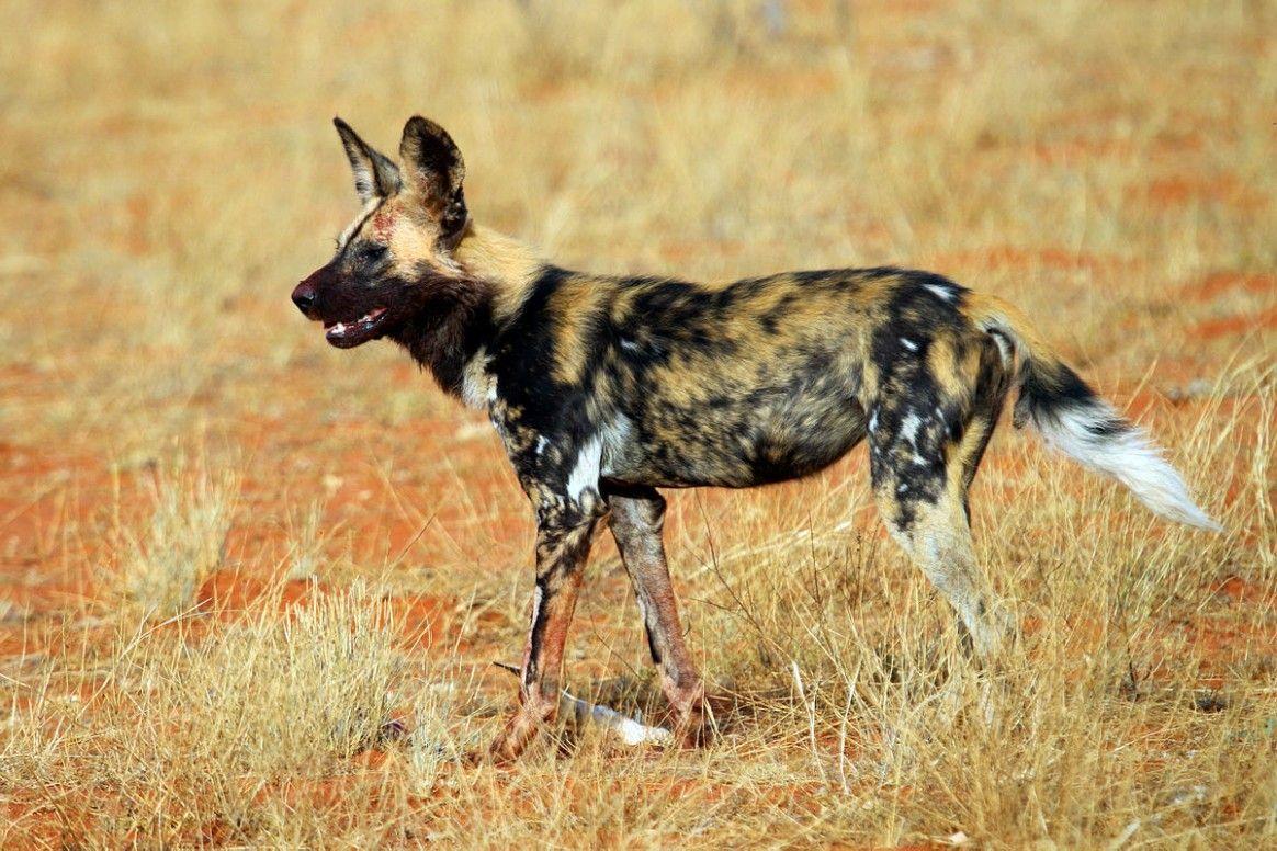 Wild Dog Wallpapers Wallpaper Cave