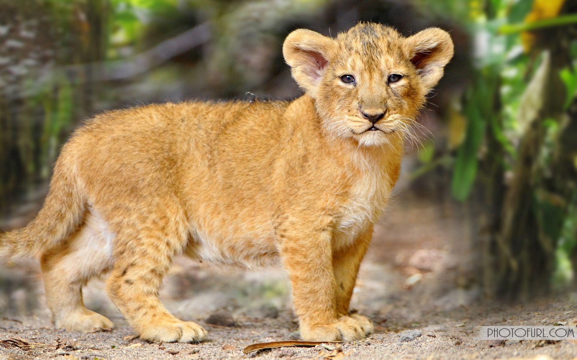 Mix Animals Wallpapers Wallpaper Cave