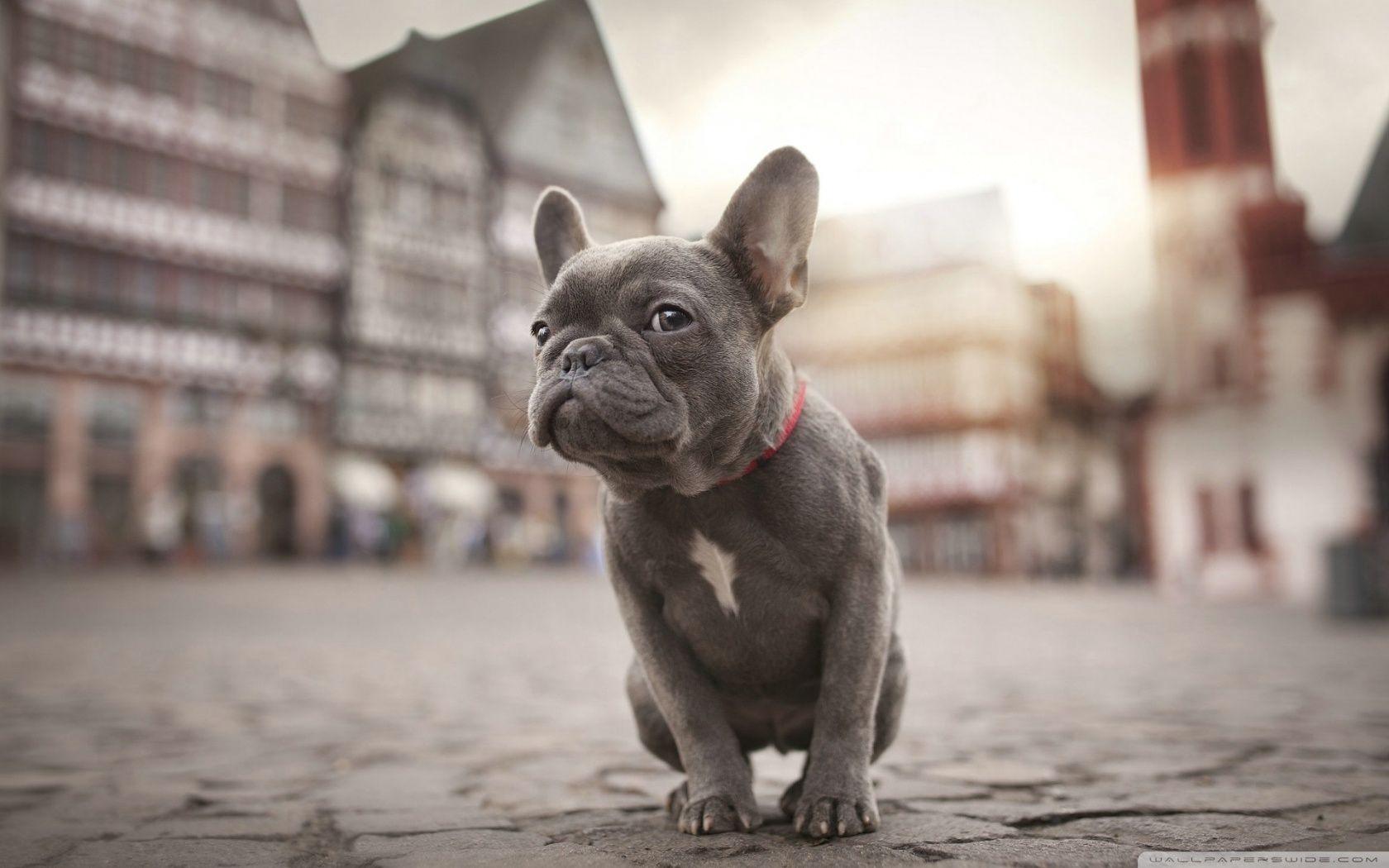 French Bulldogs Wallpapers Wallpaper Cave