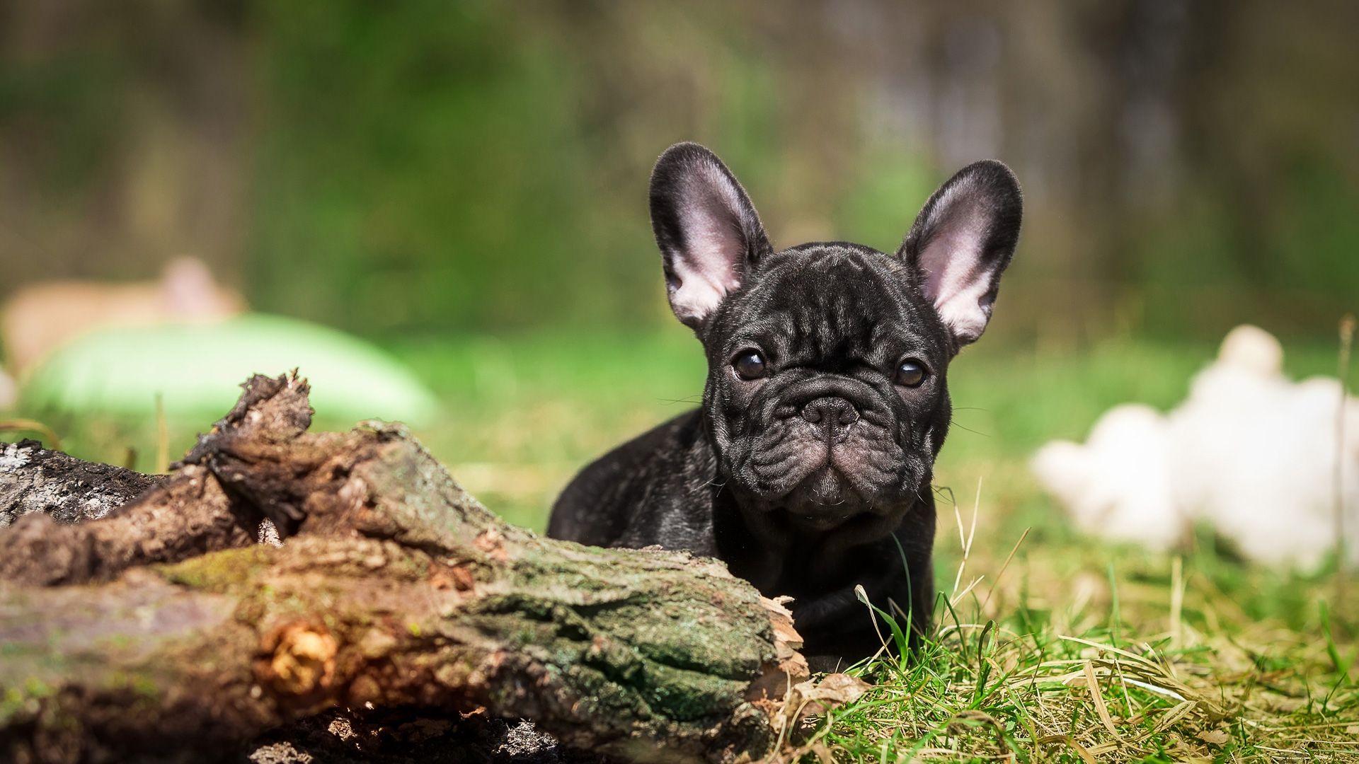 French Bulldogs Wallpapers Wallpaper Cave
