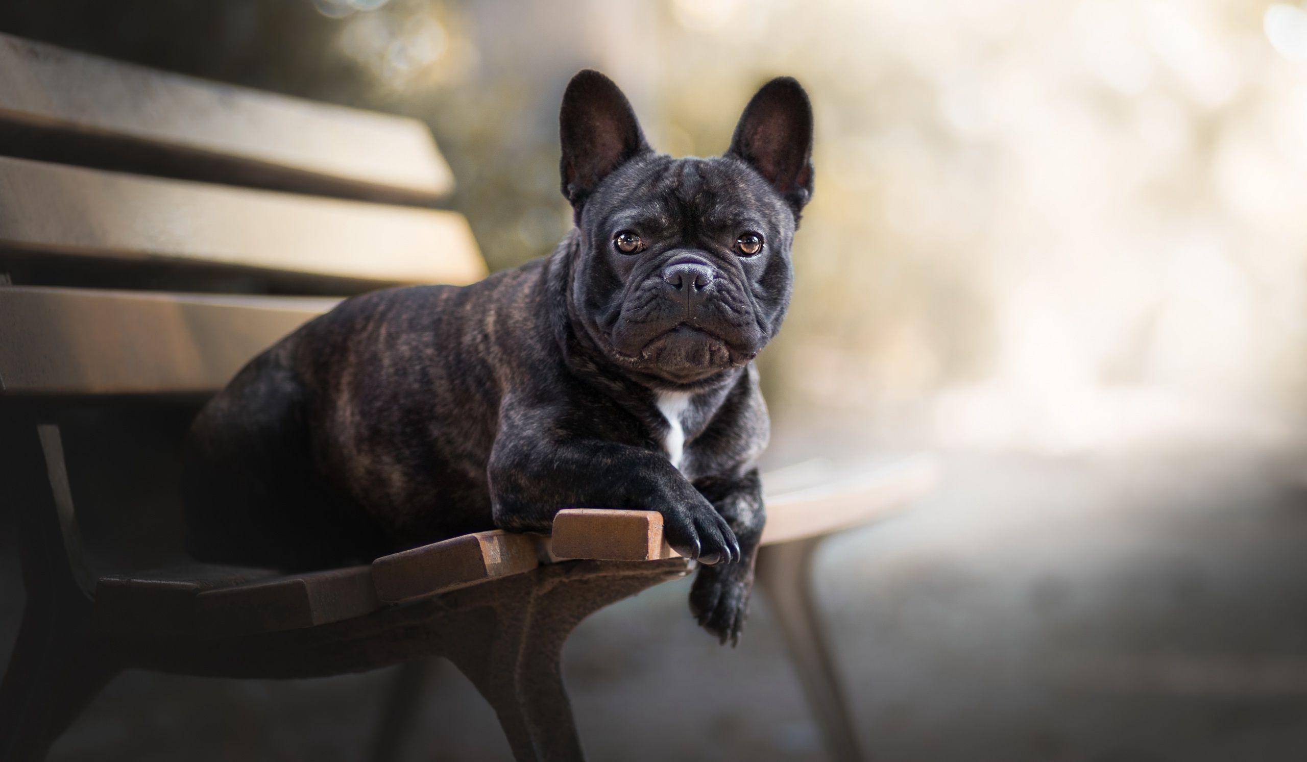 French Bulldogs Wallpapers Wallpaper Cave