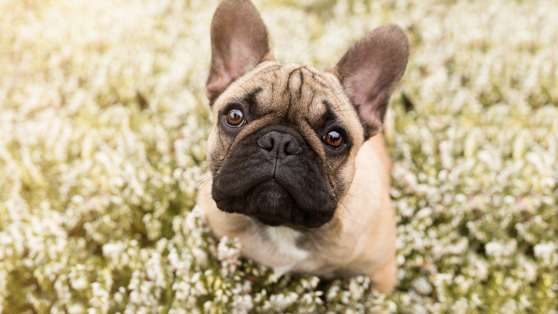 French Bulldogs Wallpapers Wallpaper Cave