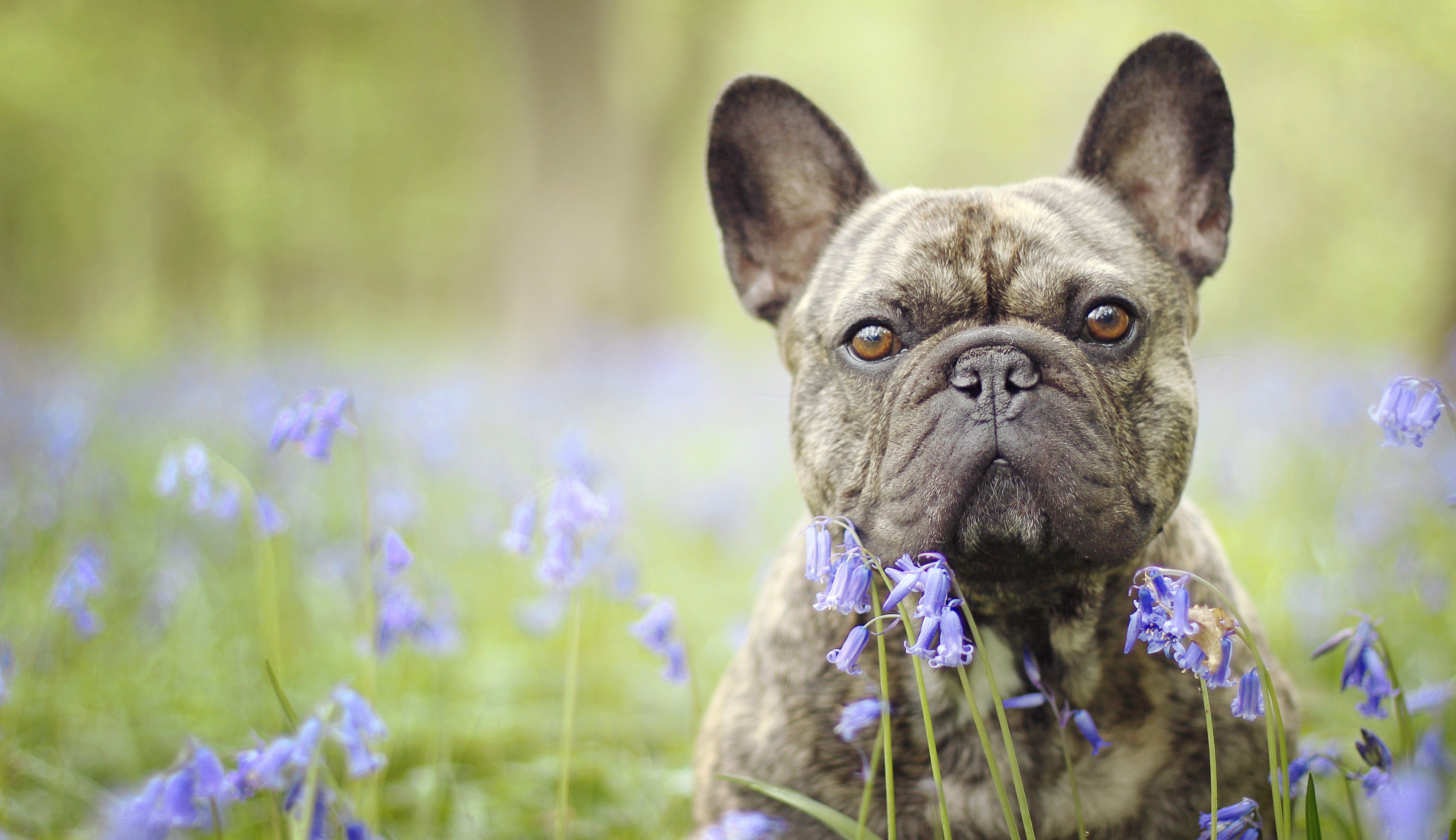 French Bulldogs Wallpapers Wallpaper Cave