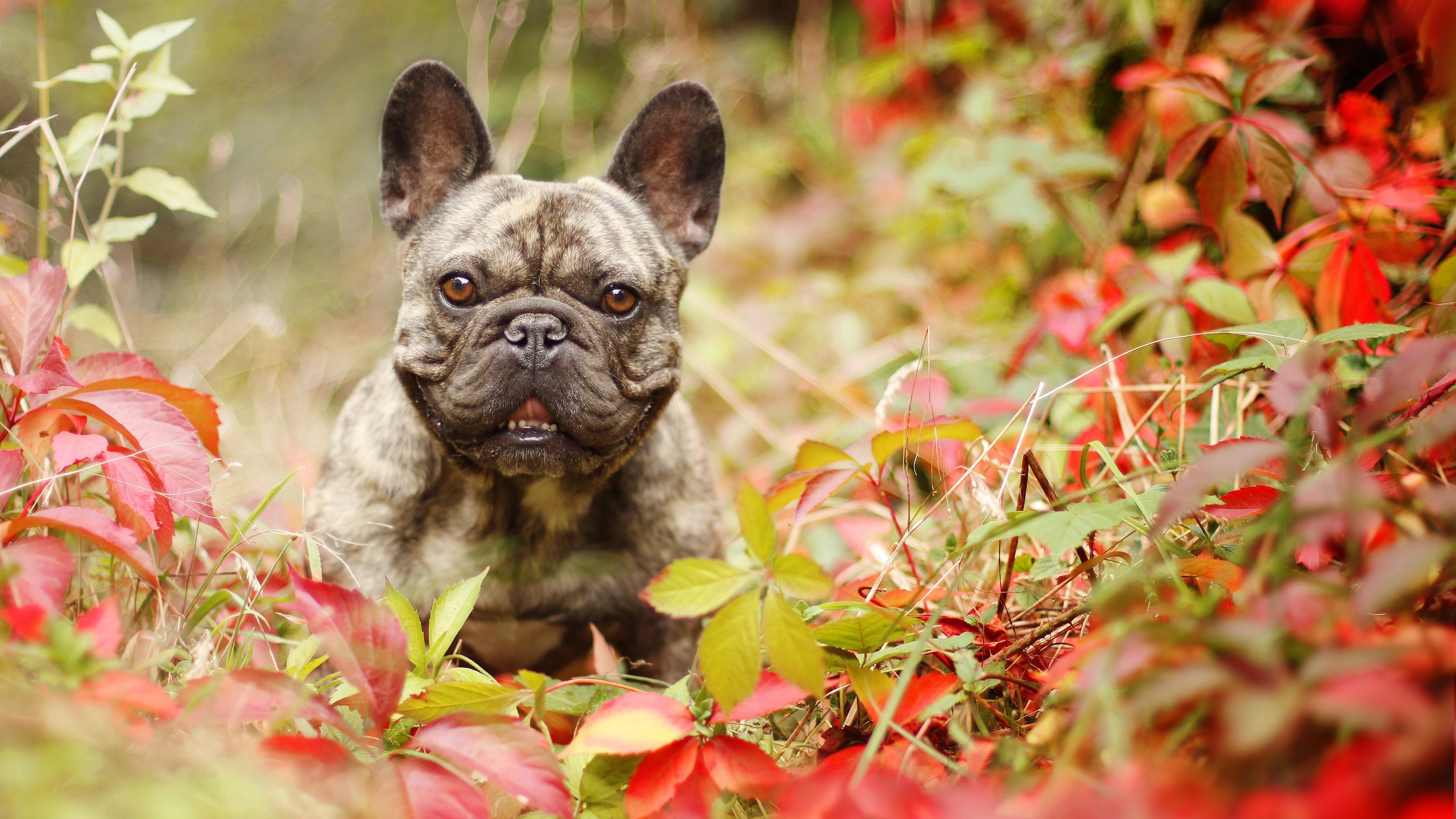 French Bulldogs Wallpapers Wallpaper Cave