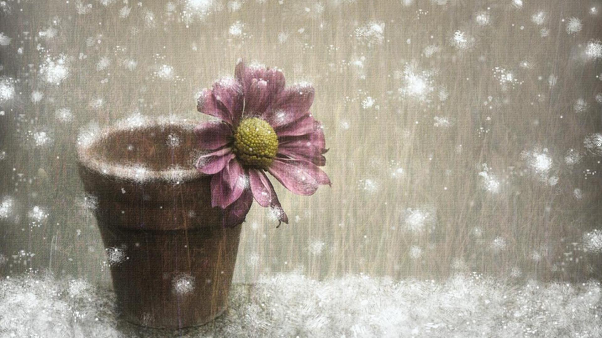 Winter Flowers Wallpapers Wallpaper Cave