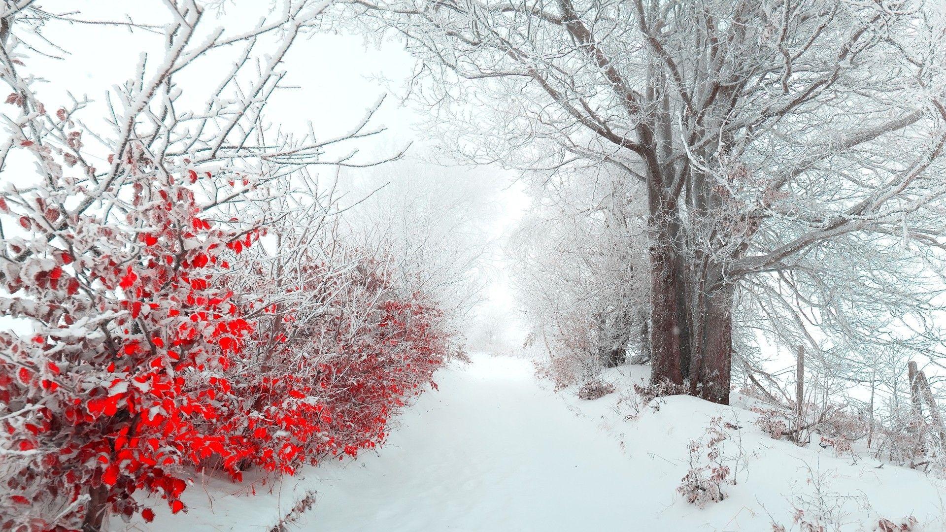 Winter Flowers Wallpapers Wallpaper Cave