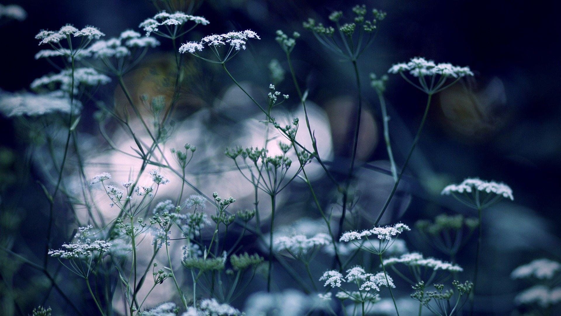 Winter Flowers Wallpapers Wallpaper Cave