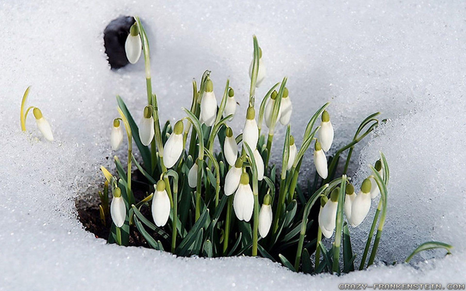 Winter Flowers Wallpapers Wallpaper Cave