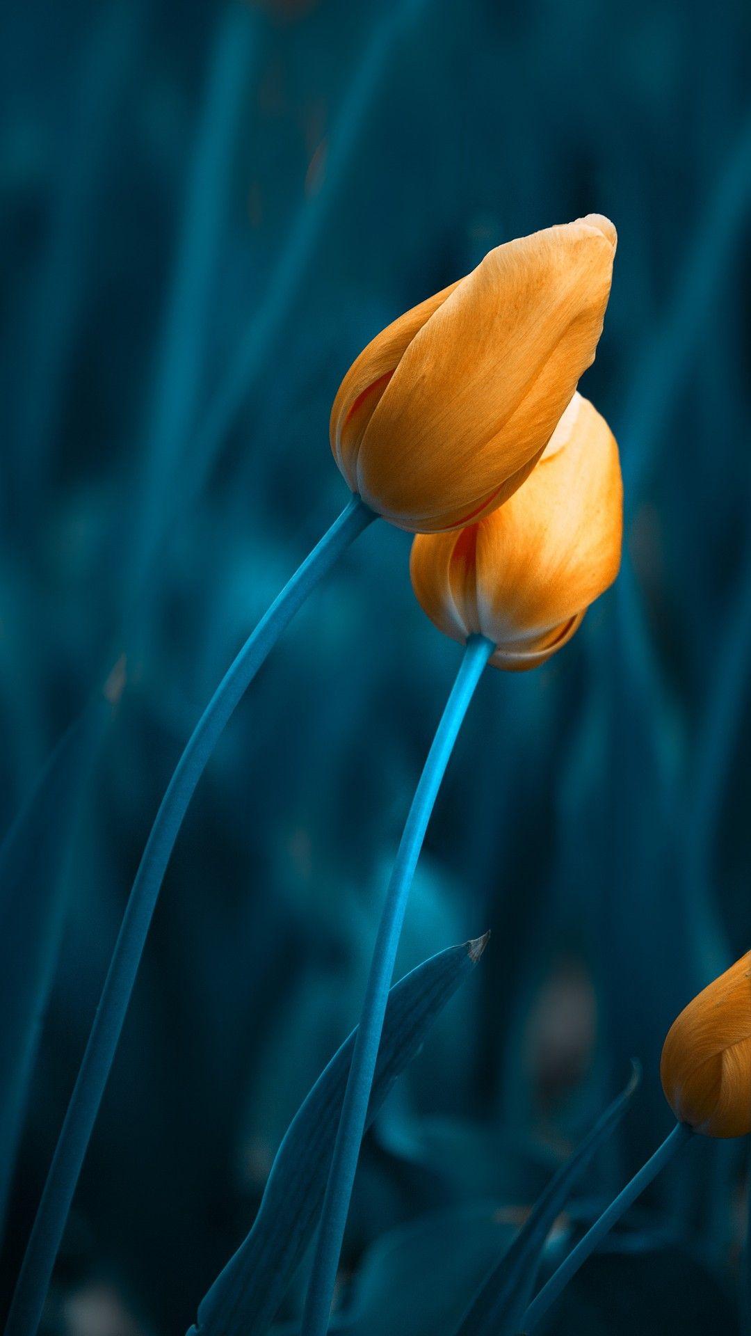 Galaxy S9 Wallpapers Wallpaper Cave