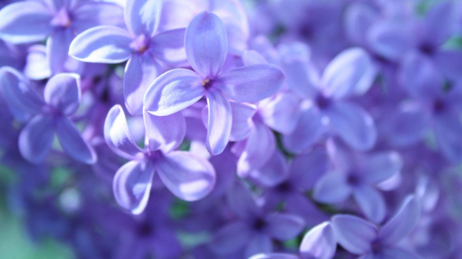 Lilas Wallpapers - Wallpaper Cave
