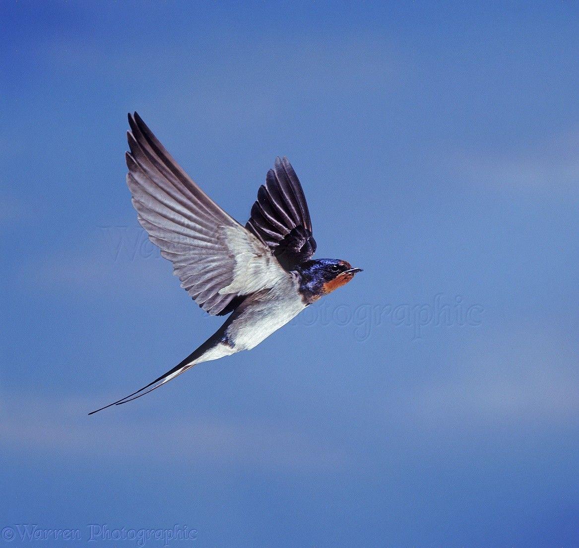 Swallow Wallpapers Wallpaper Cave
