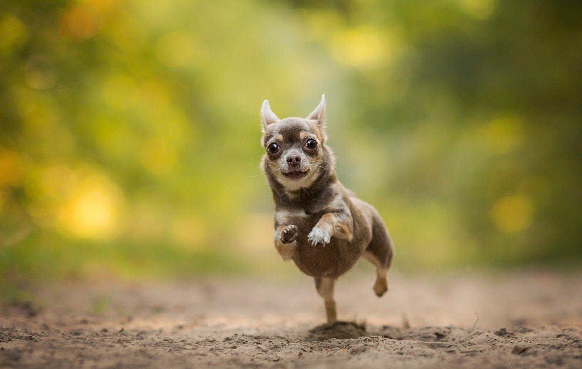 Chihuahua HD Wallpapers Wallpaper Cave