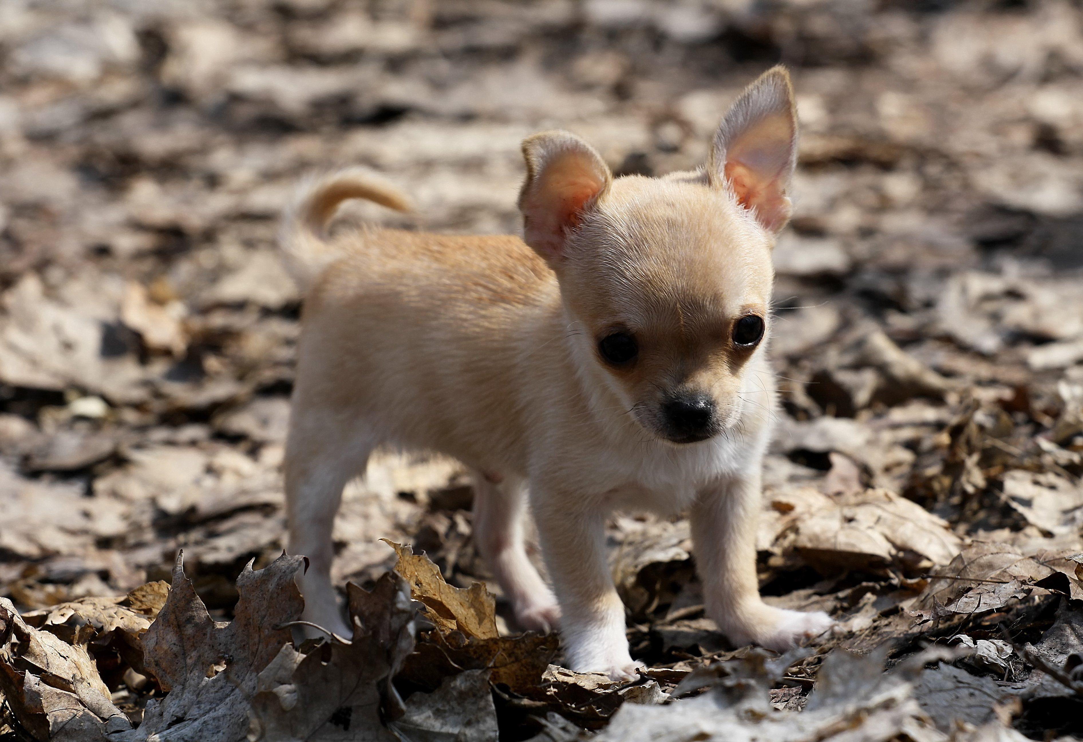 Chihuahua HD Wallpapers Wallpaper Cave