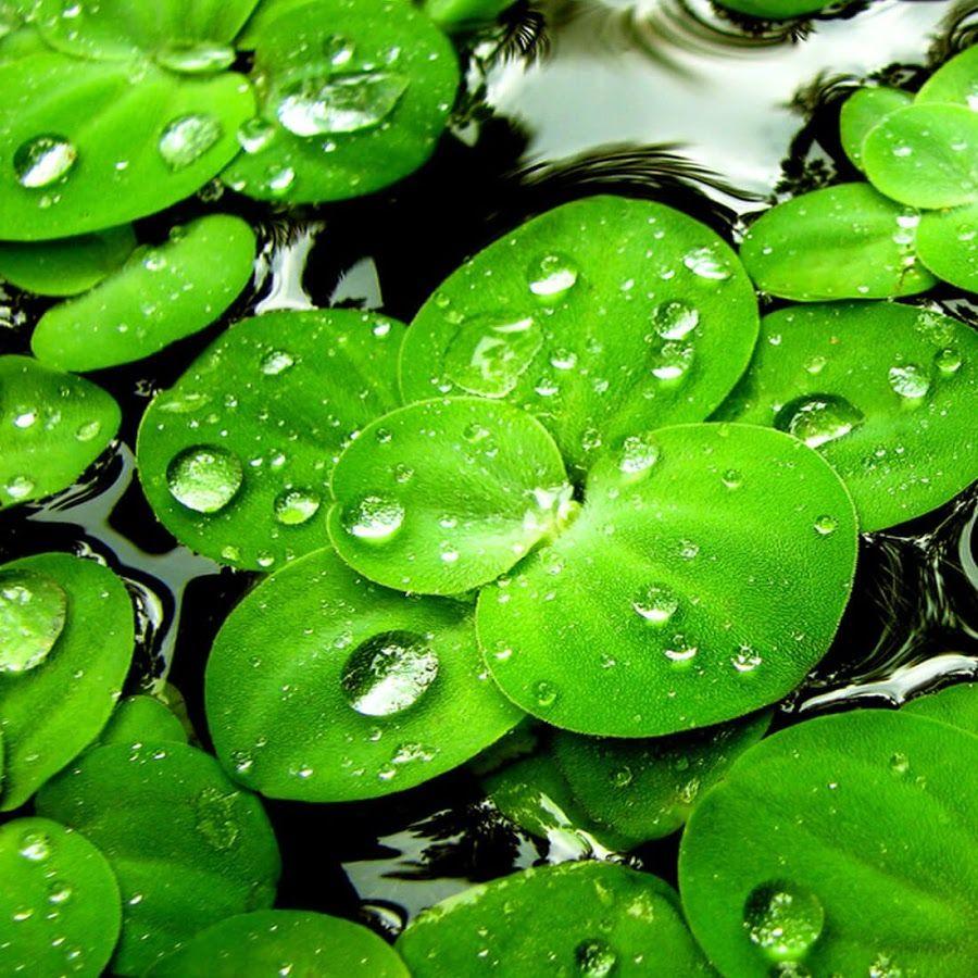 Lucky Charm Wallpapers Wallpaper Cave