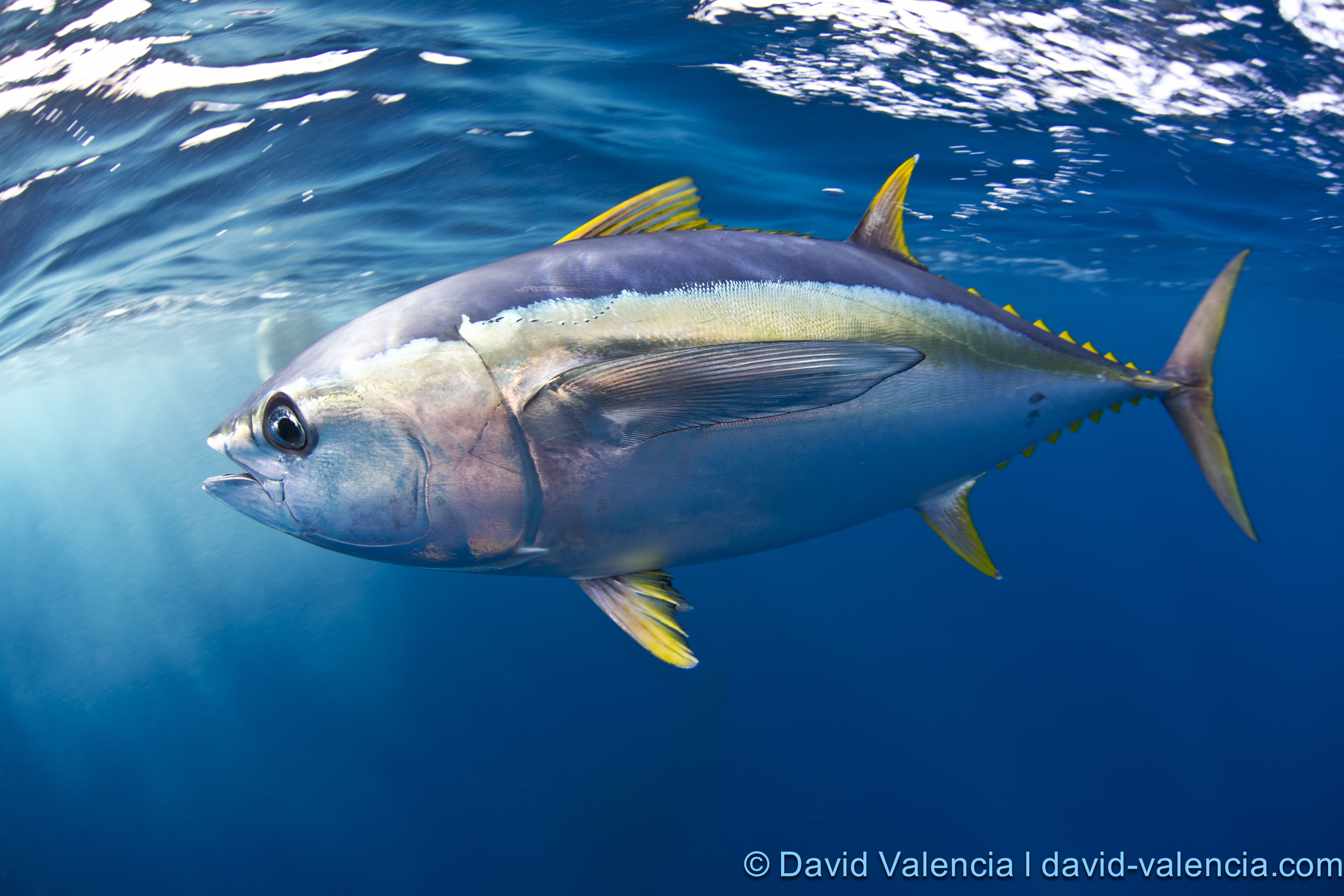 Yellowfin Tuna Wallpapers Wallpaper Cave