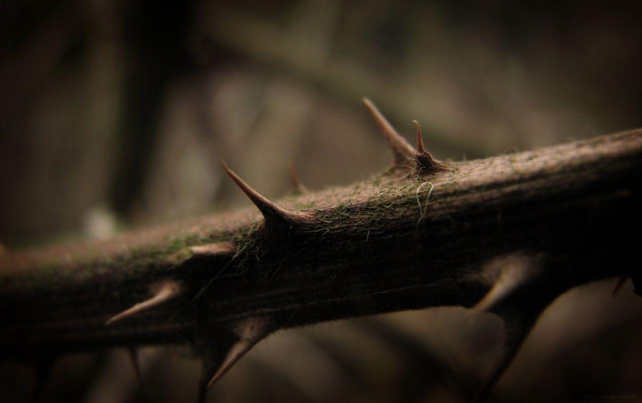 Thorn Wallpapers Wallpaper Cave