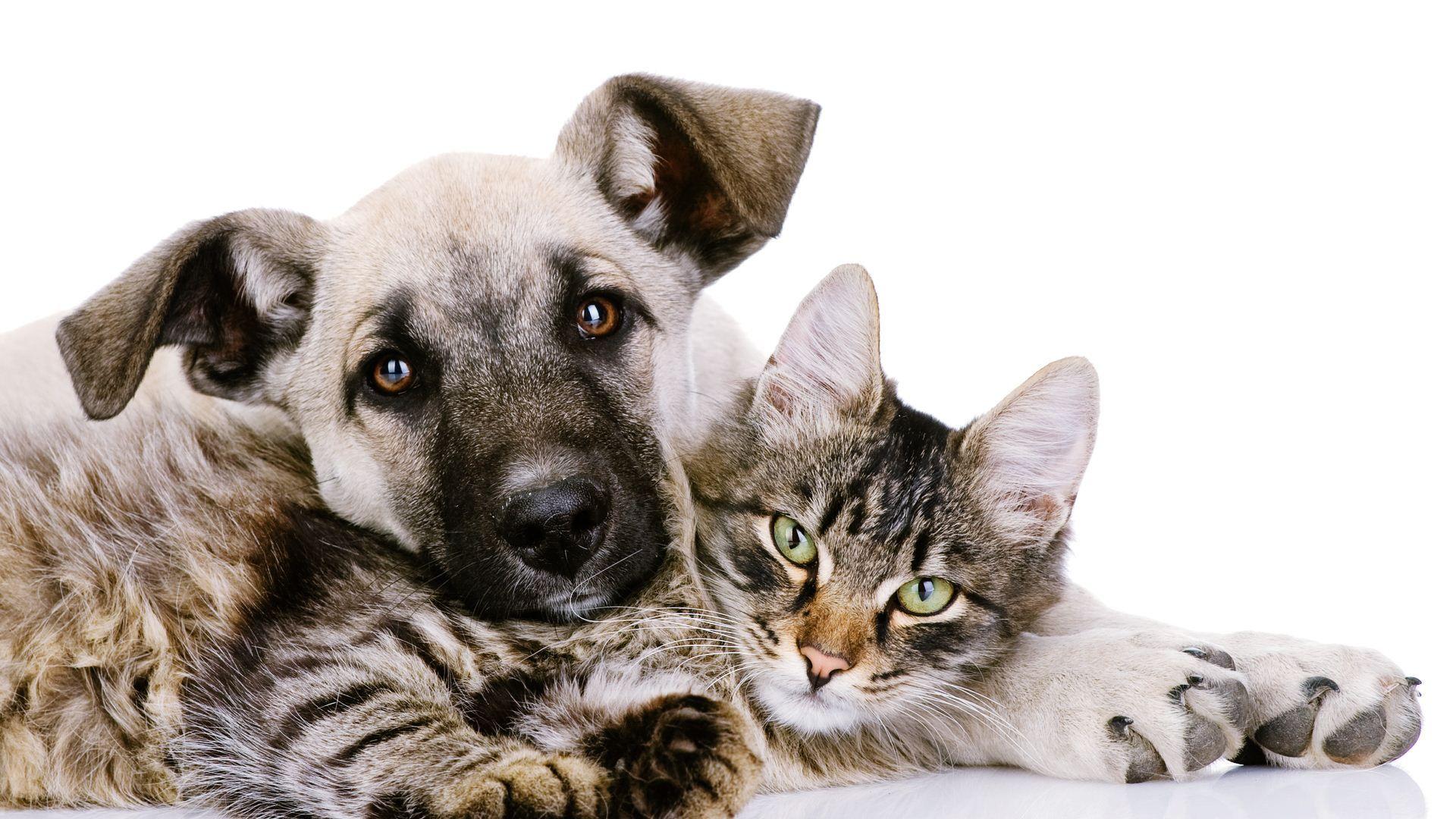Cat And Dogs Wallpapers Wallpaper Cave
