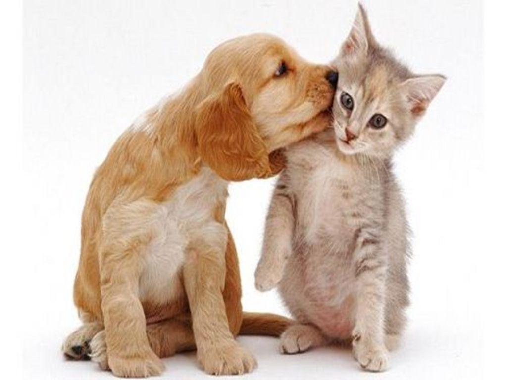 Cat And Dogs Wallpapers Wallpaper Cave