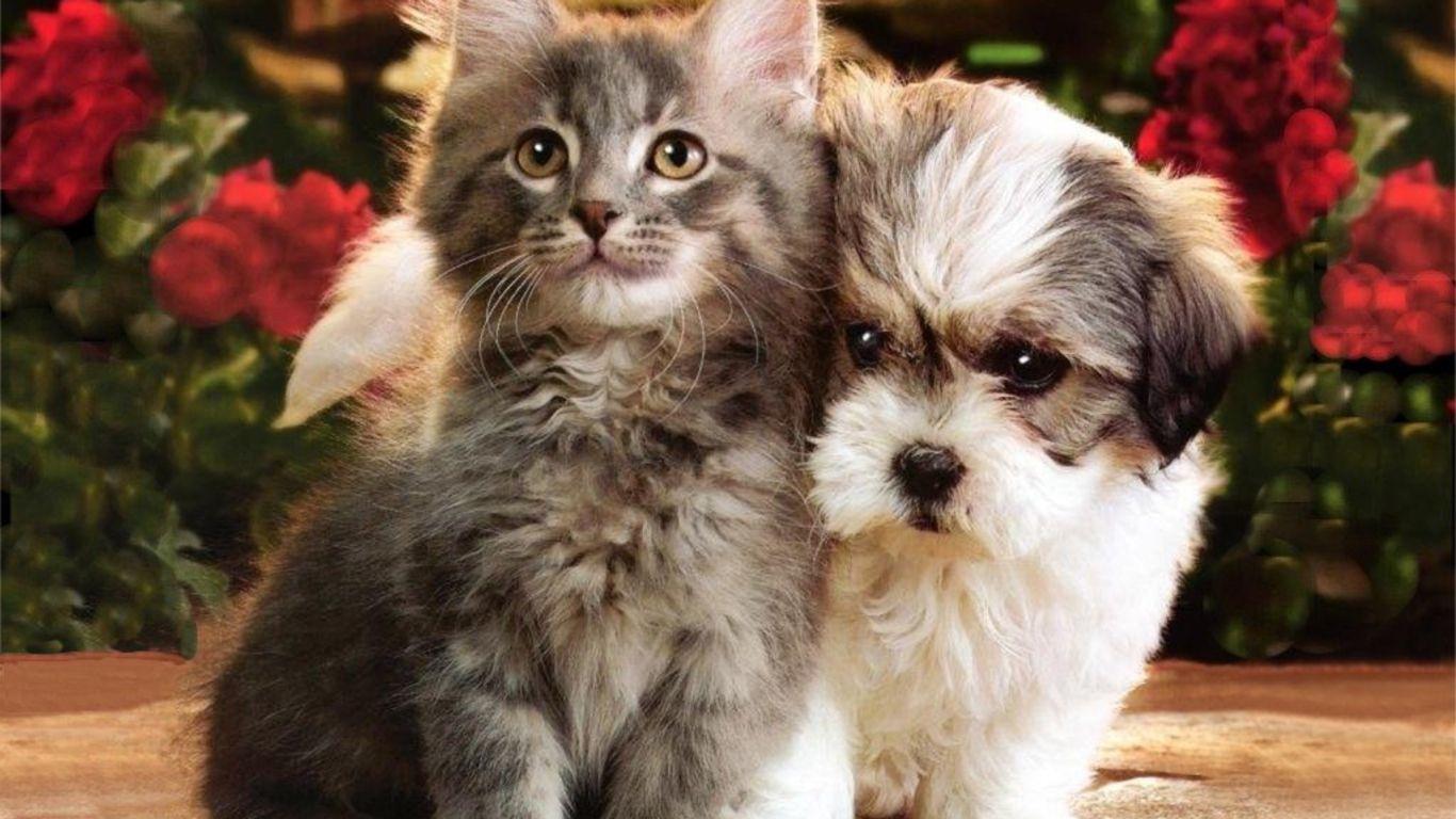 Cat And Dogs Wallpapers Wallpaper Cave