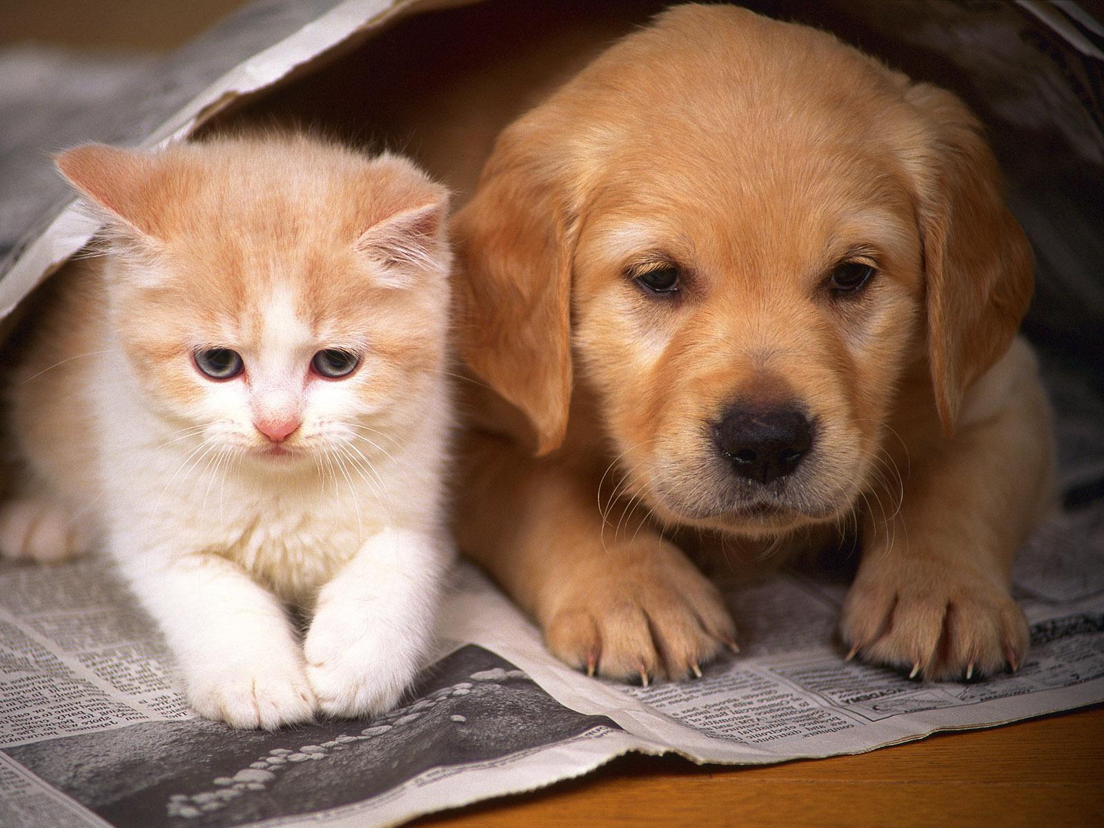 Cat And Dogs Wallpapers Wallpaper Cave