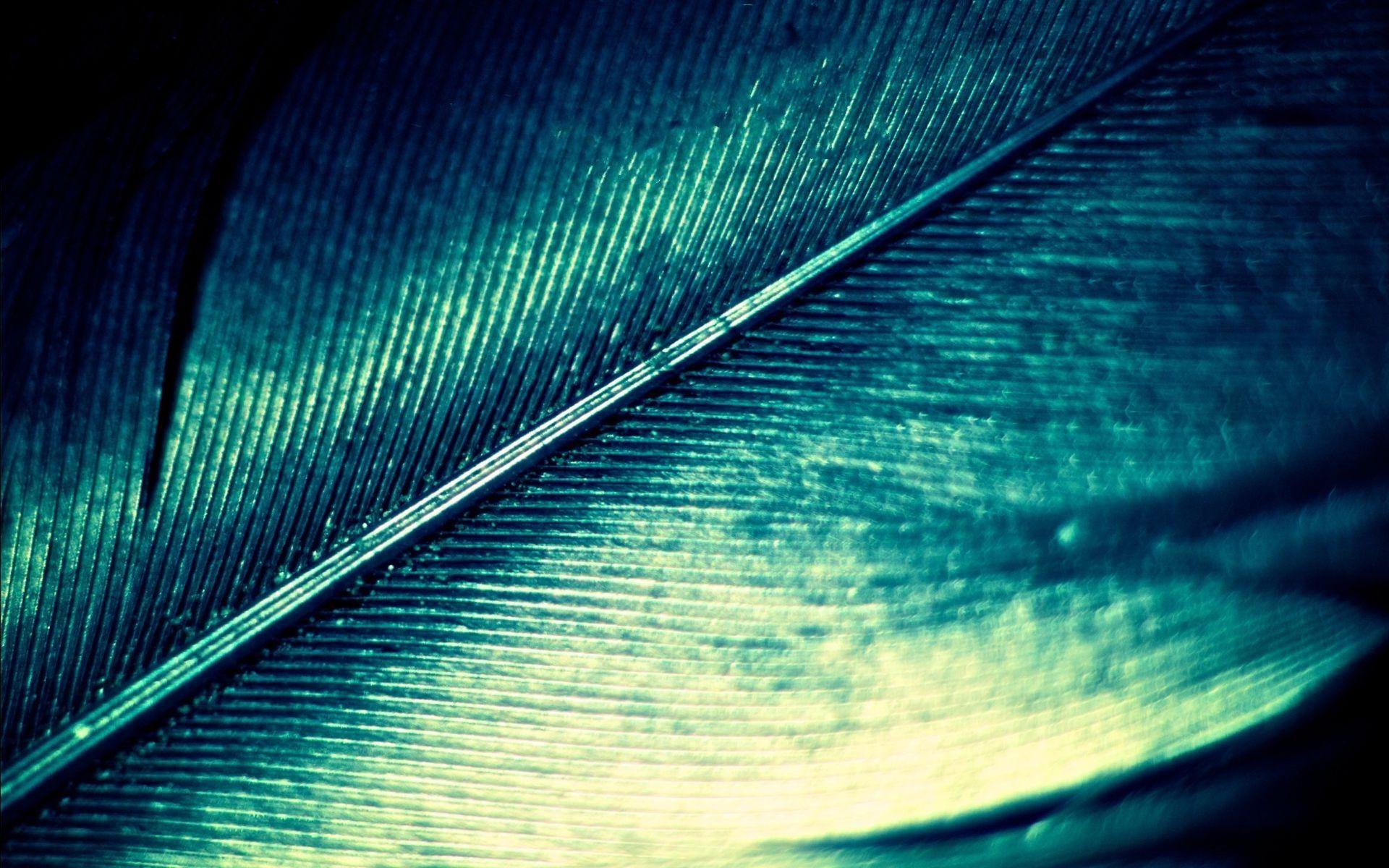 Feather Wallpapers Wallpaper Cave