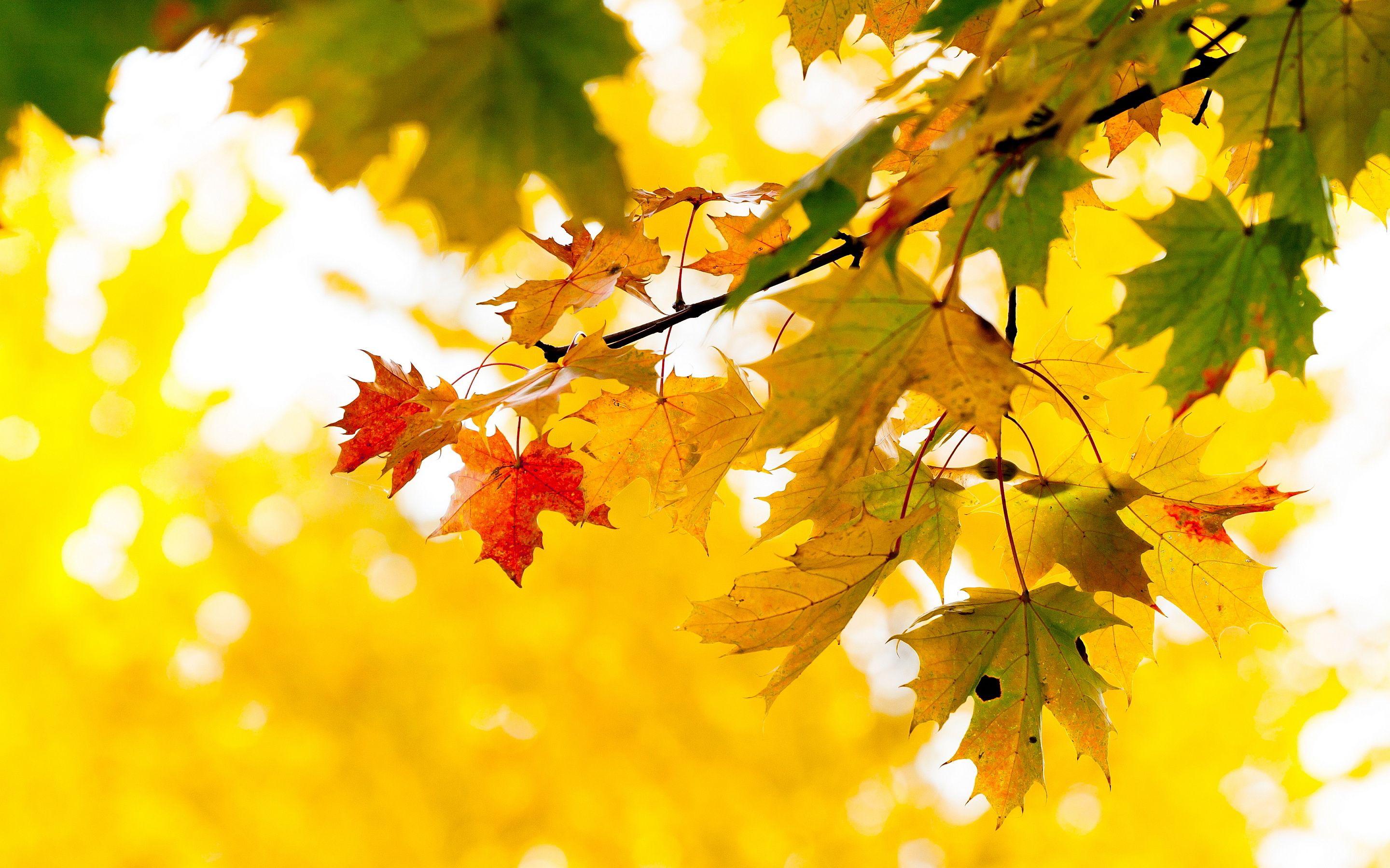Maple Wallpapers Wallpaper Cave