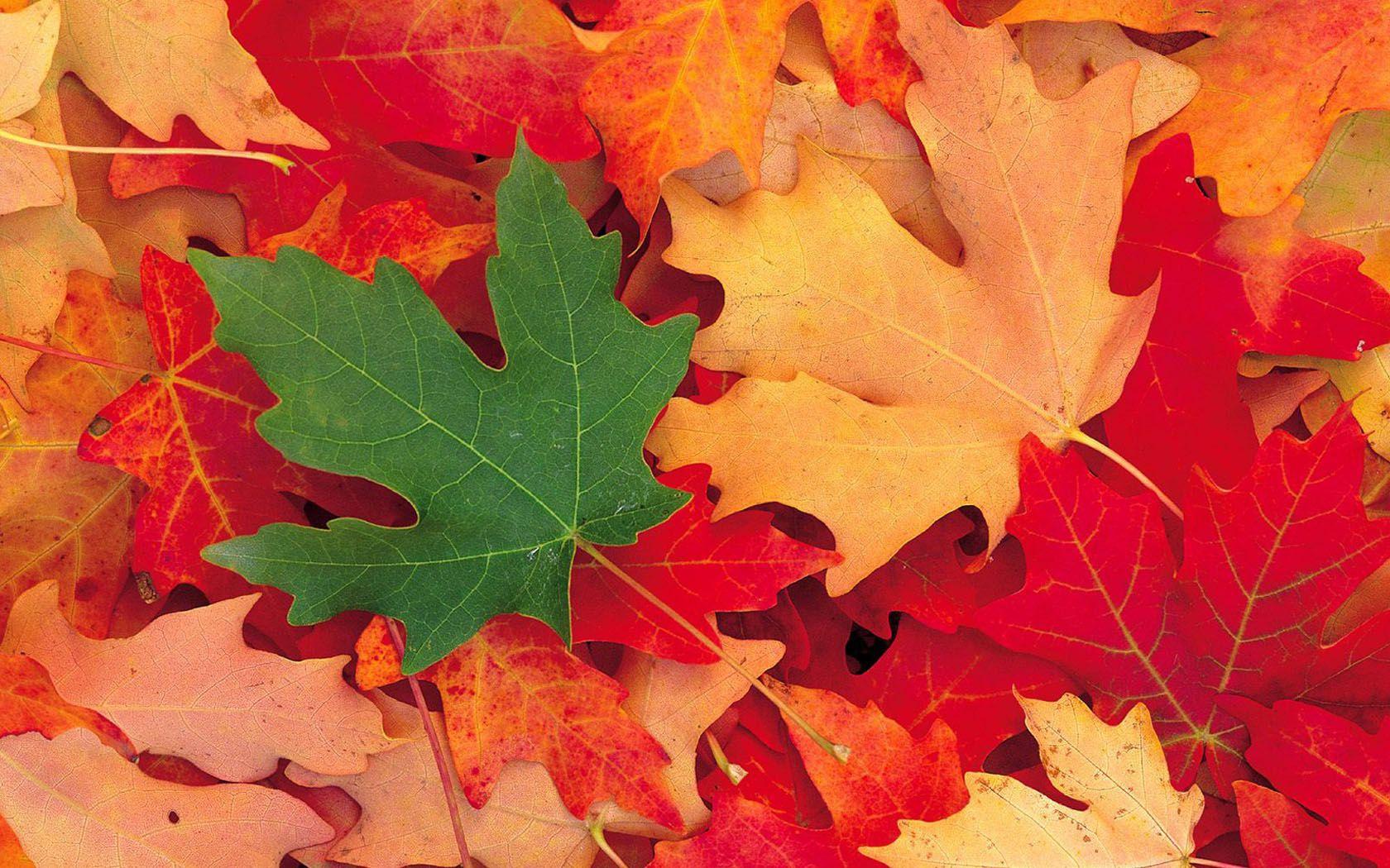 Maple Wallpapers Wallpaper Cave