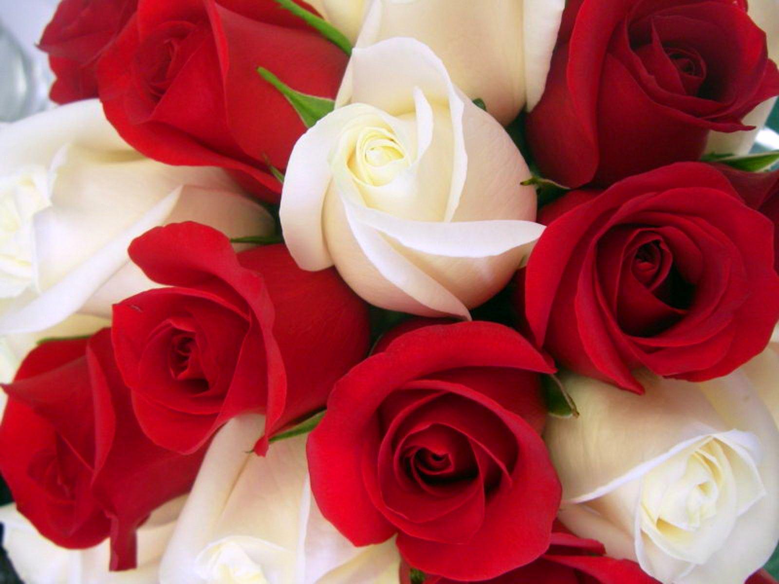 Red And White Rose Wallpapers Wallpaper Cave
