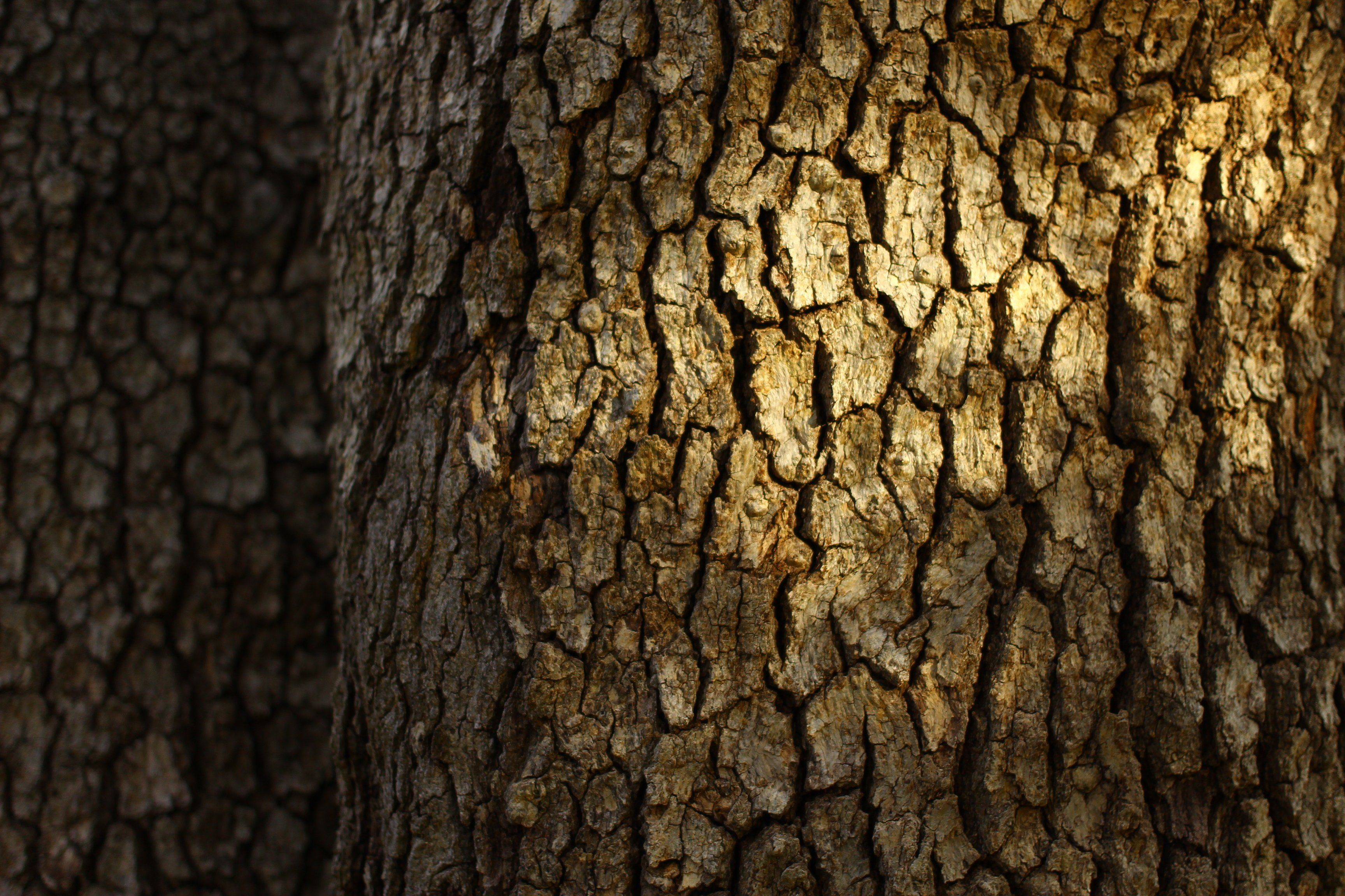 Bark Wallpapers Wallpaper Cave