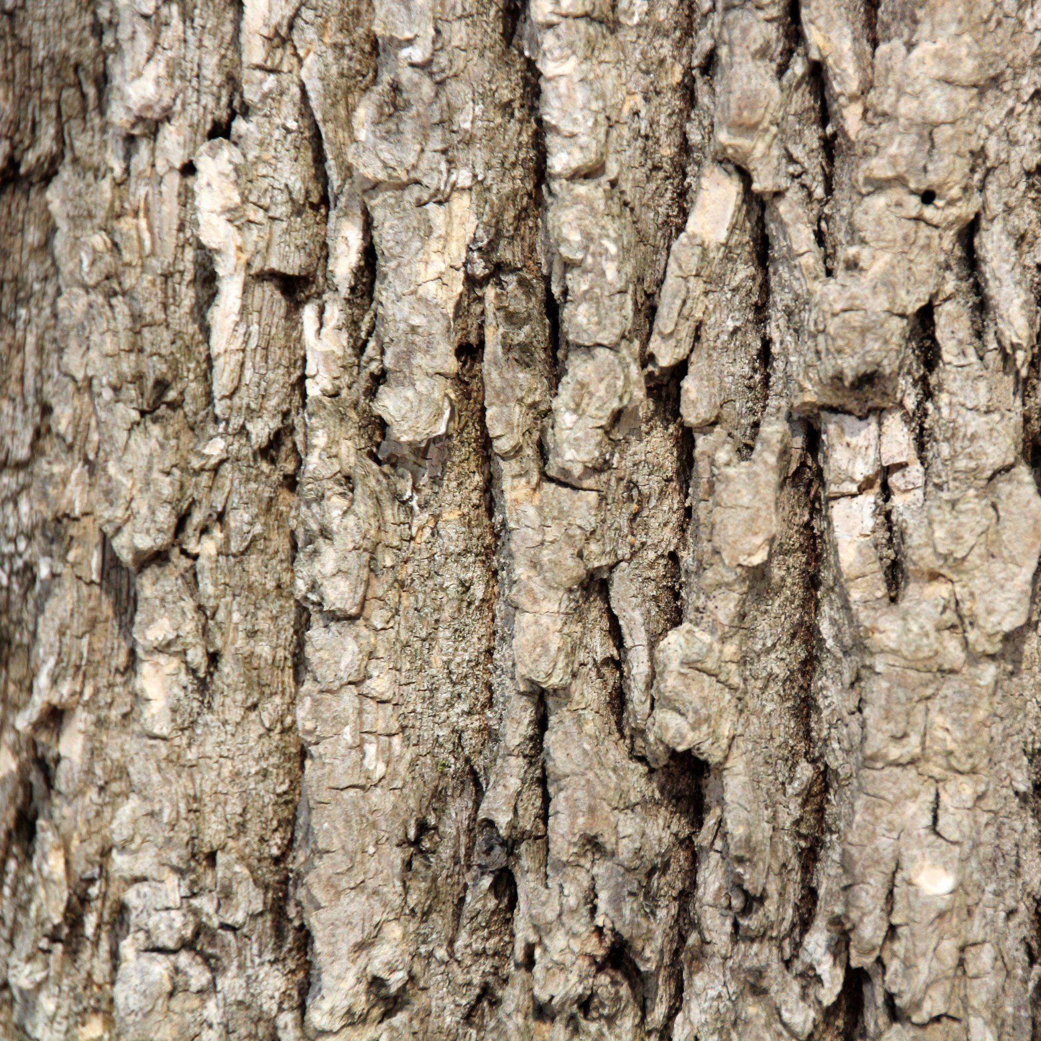 Bark Wallpapers Wallpaper Cave