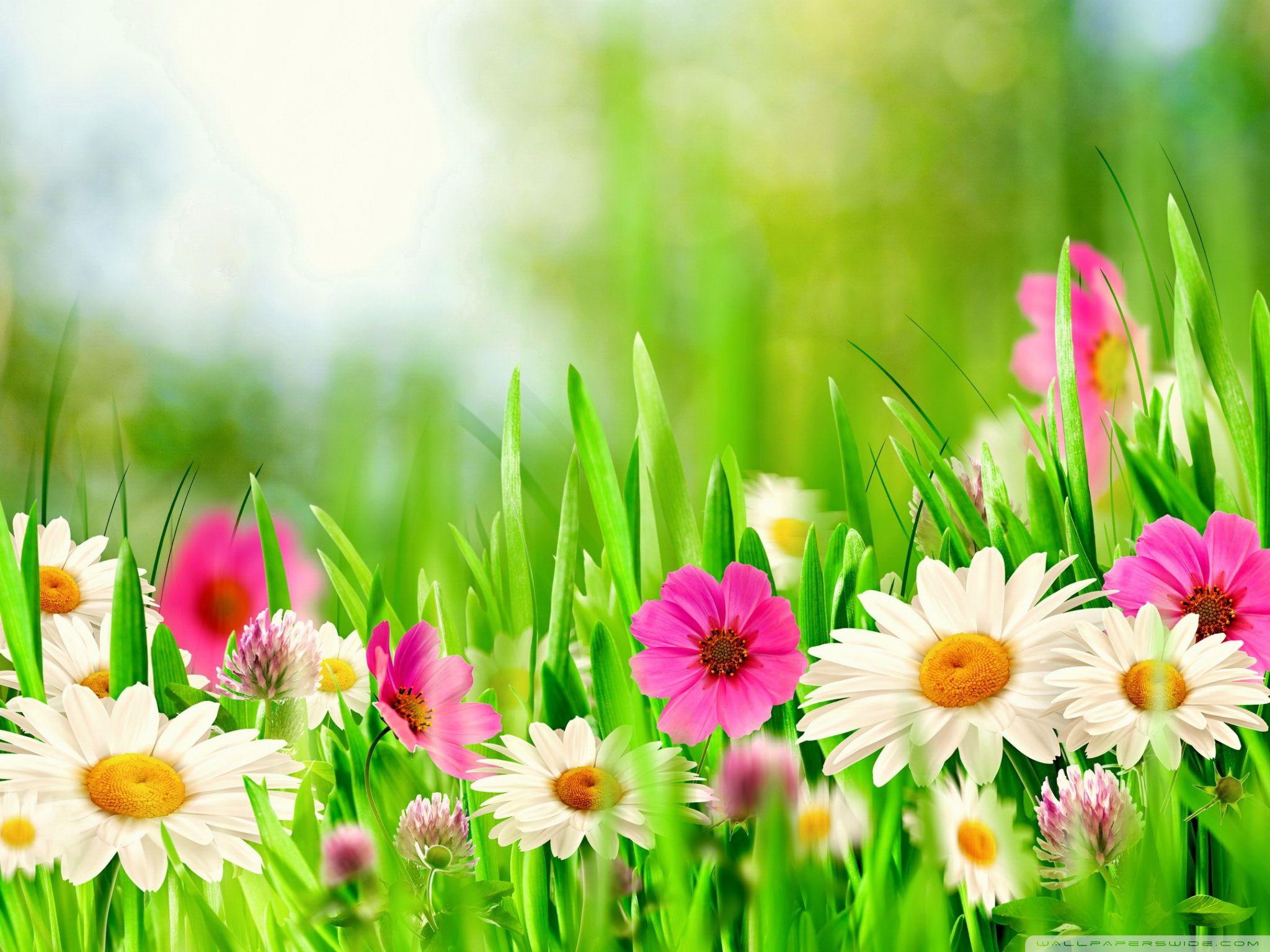 Sunday Wallpapers Wallpaper Cave