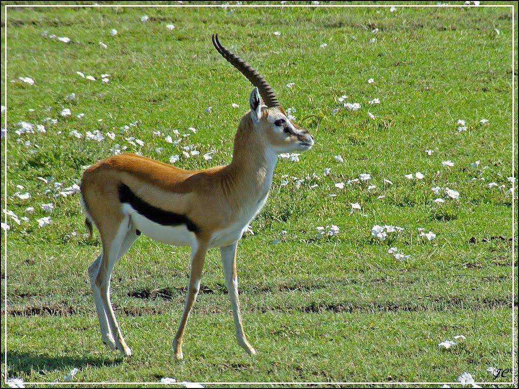 Gazelle Wallpapers Wallpaper Cave