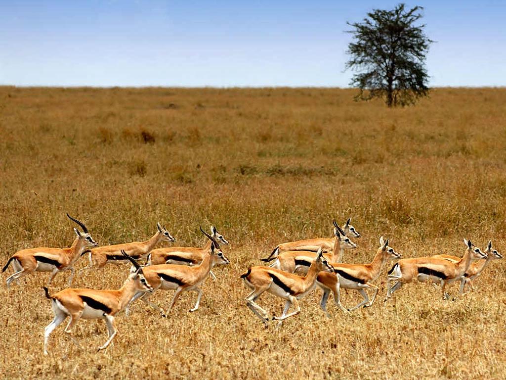 Gazelle Wallpapers Wallpaper Cave