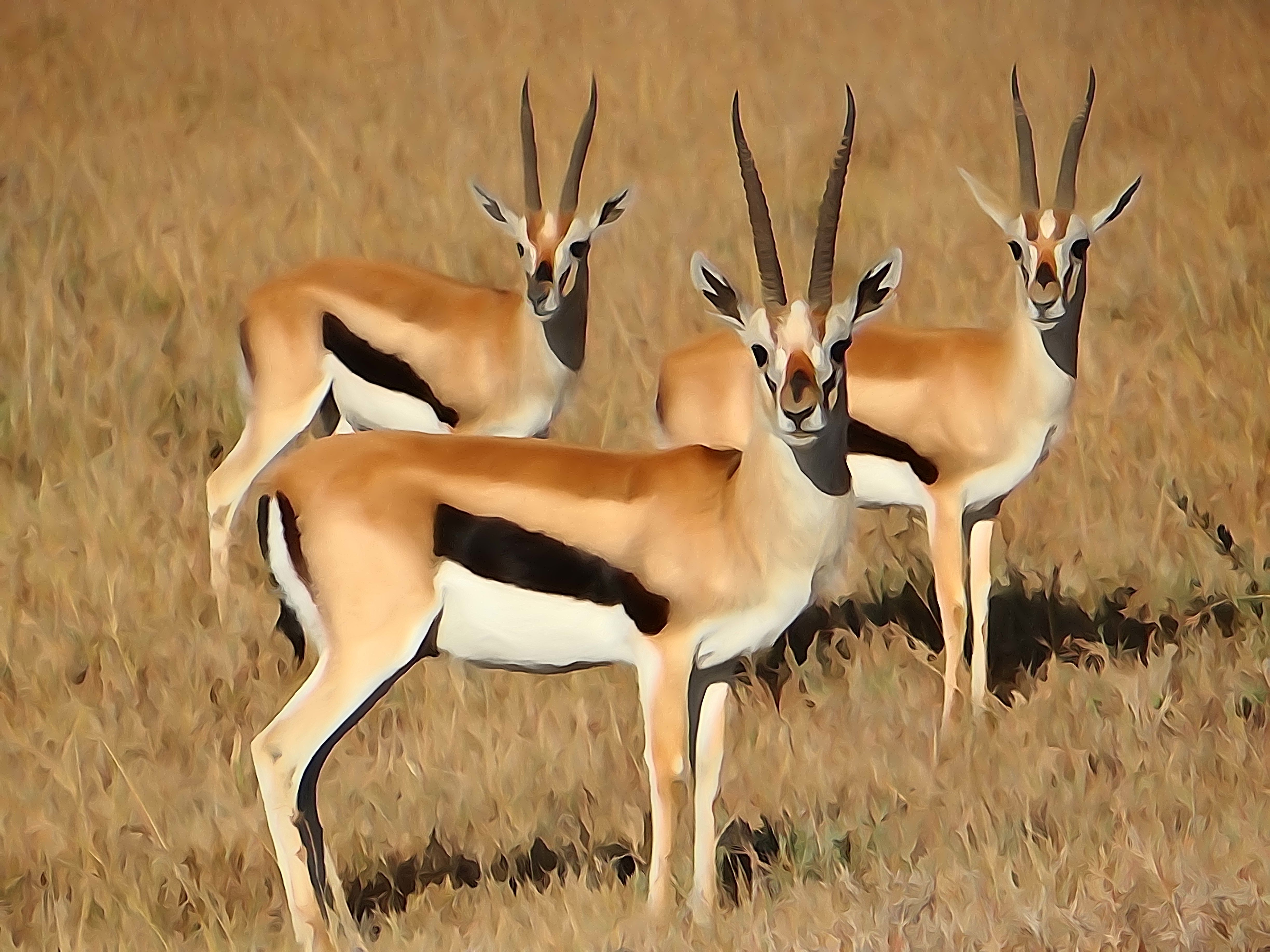Gazelle Wallpapers Wallpaper Cave
