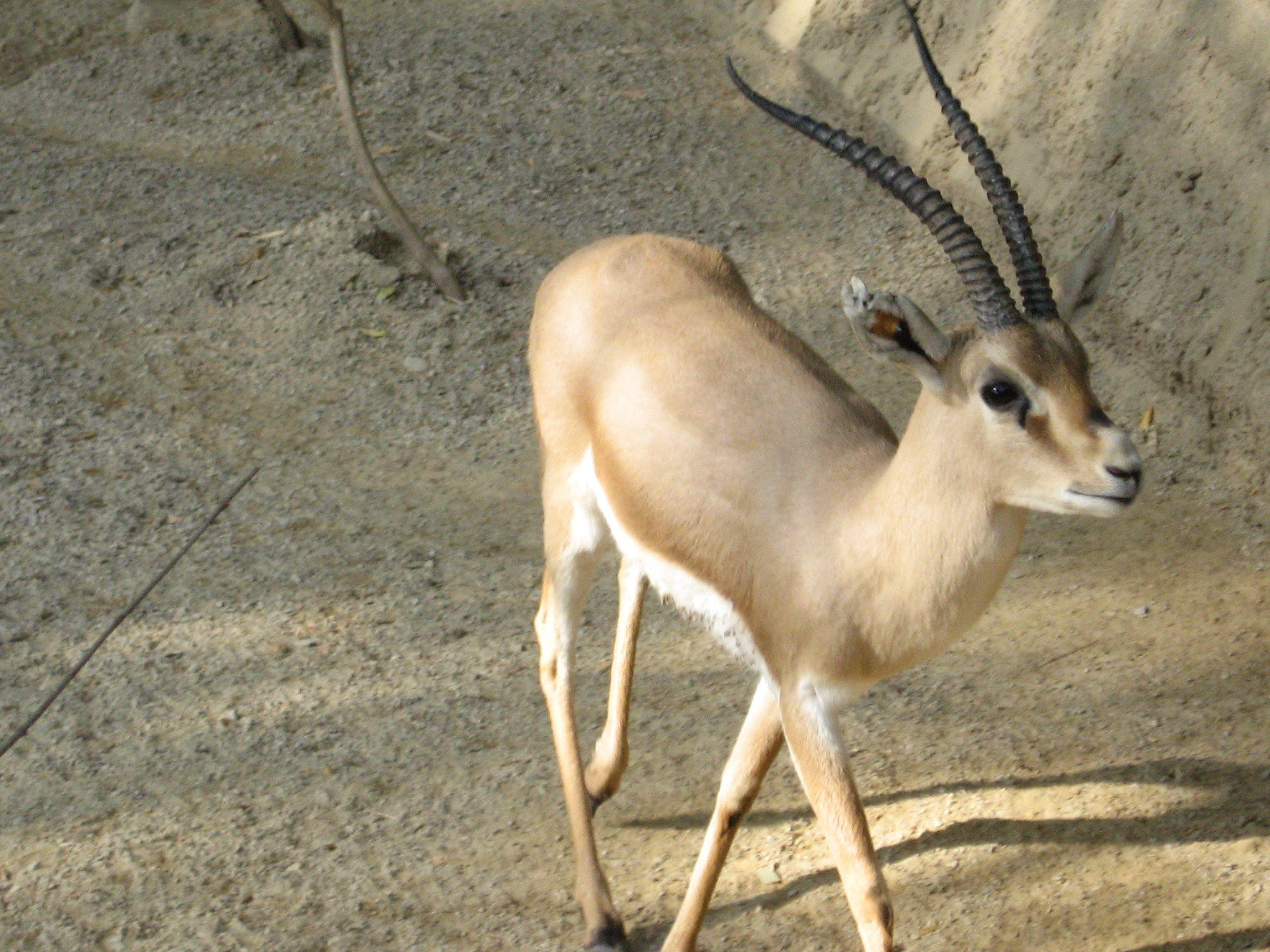 Gazelle Wallpapers Wallpaper Cave