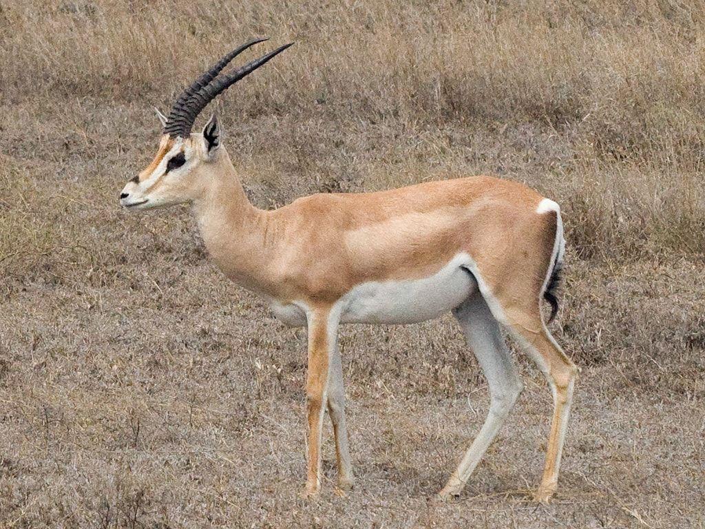 Gazelle Wallpapers Wallpaper Cave